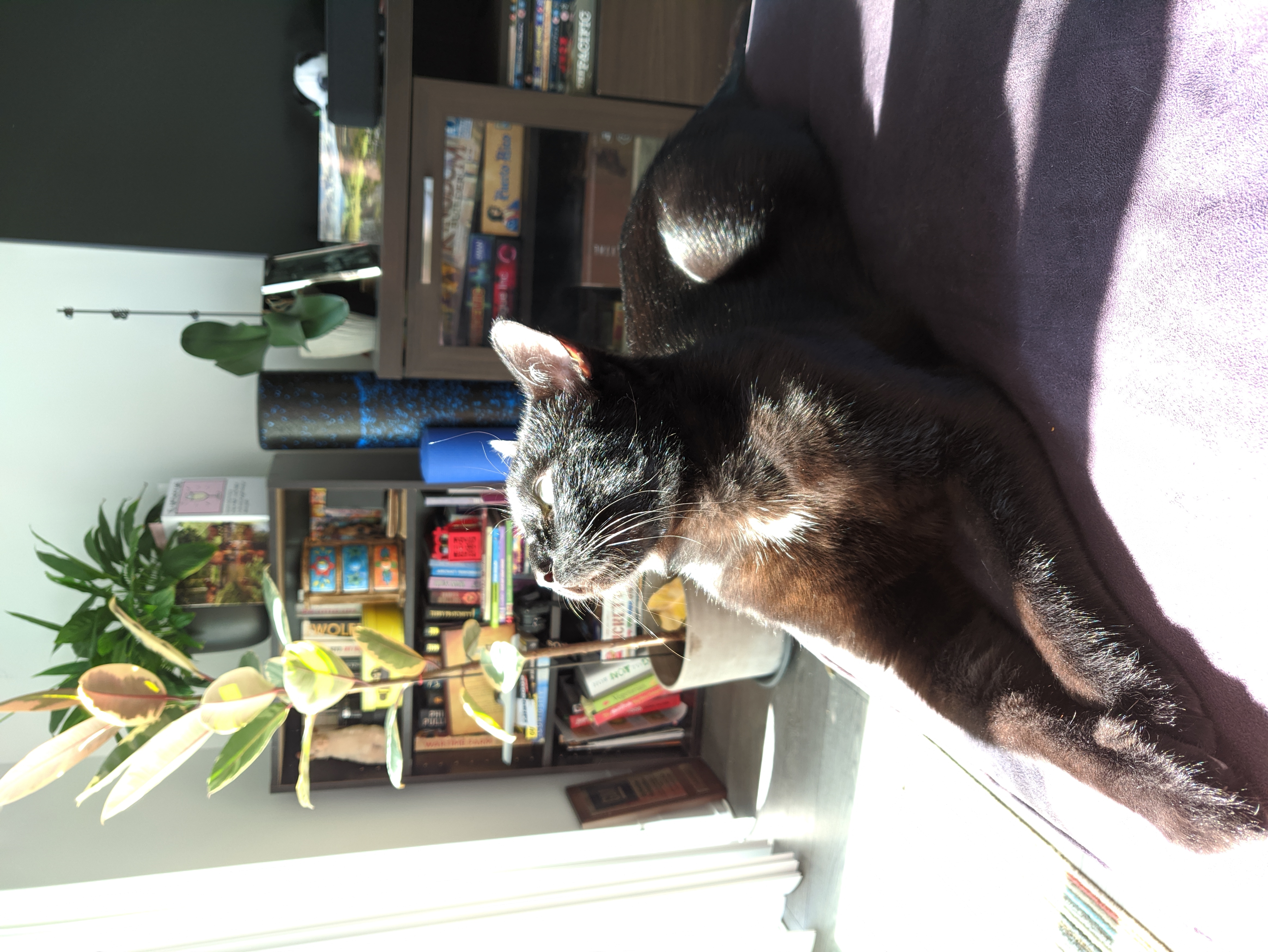 a black cat looking up