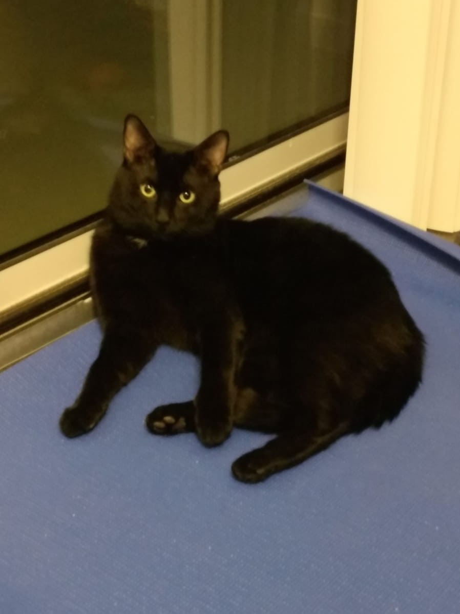 a black cat sitting on a blue mat