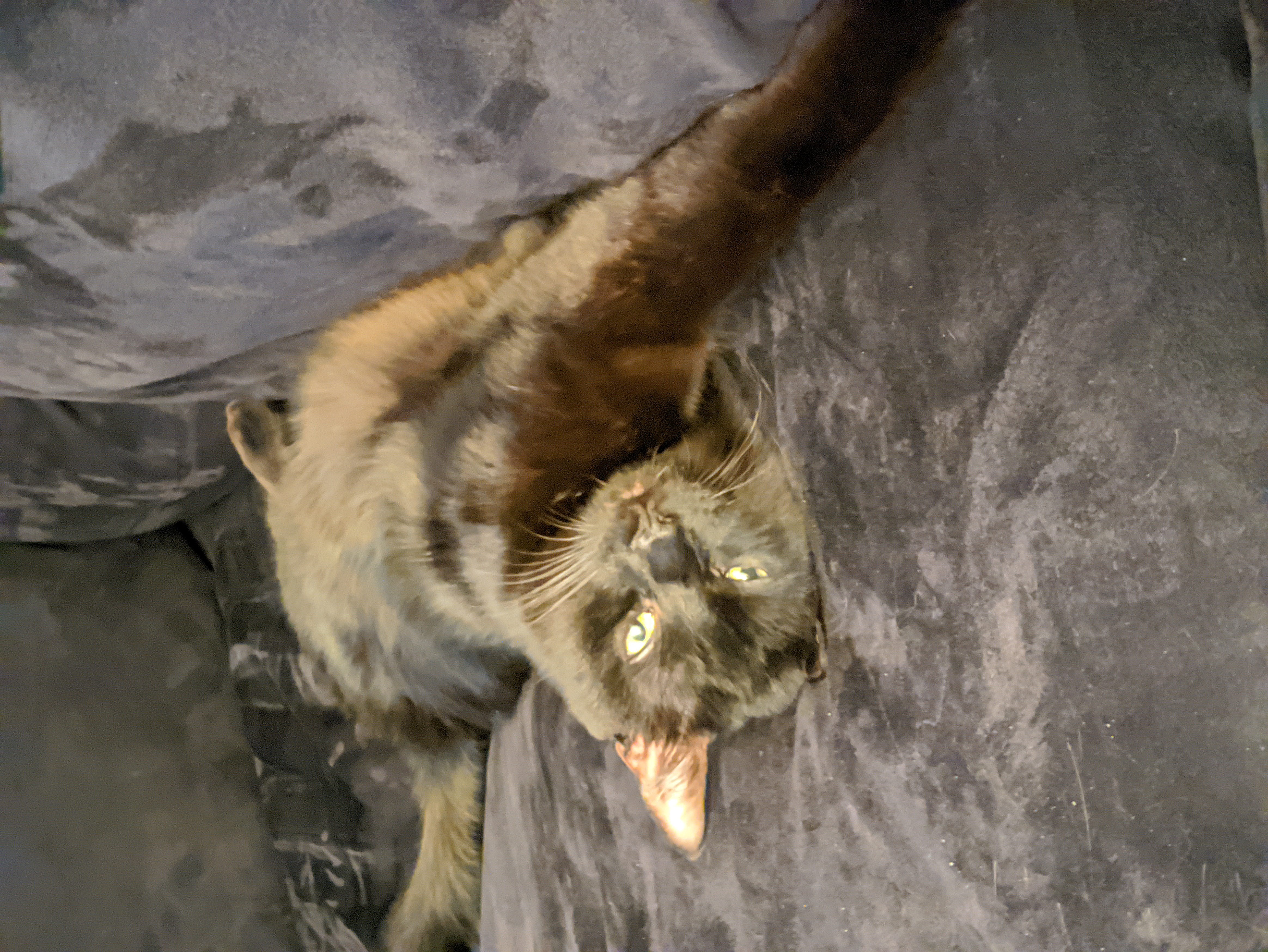 a black cat lying on its side on a sofa