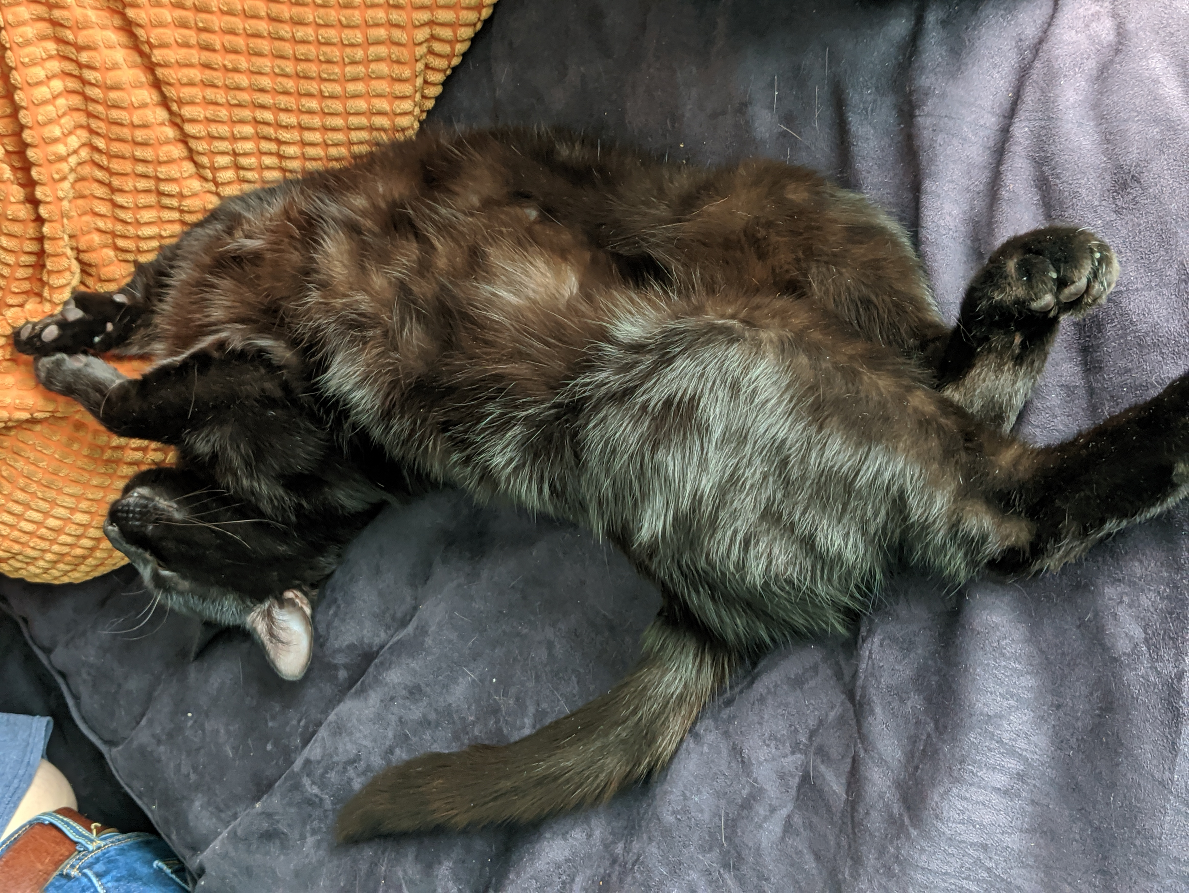 a black cat lying on its back and showing his belly