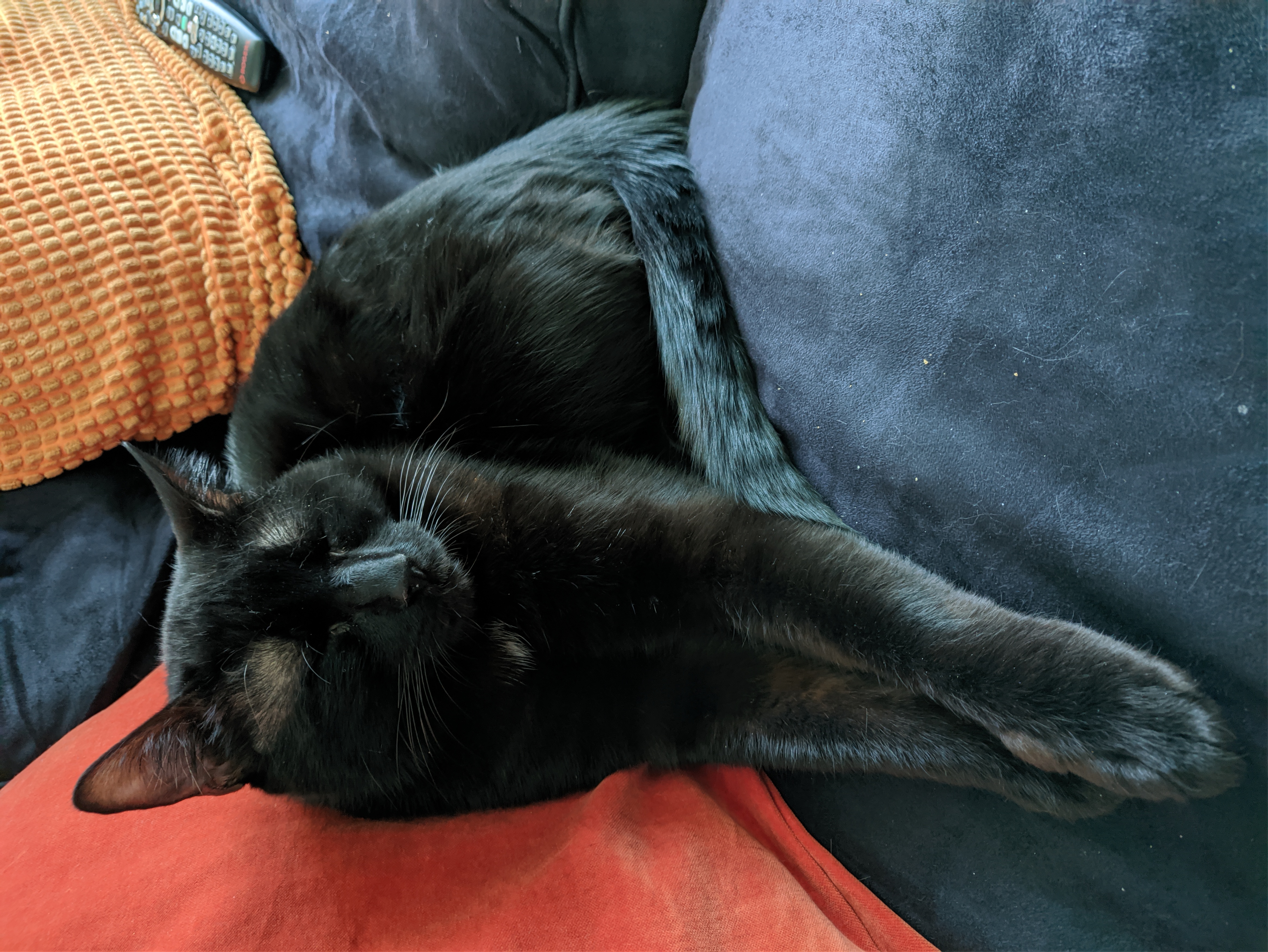 a black cat sleeping on a sofa