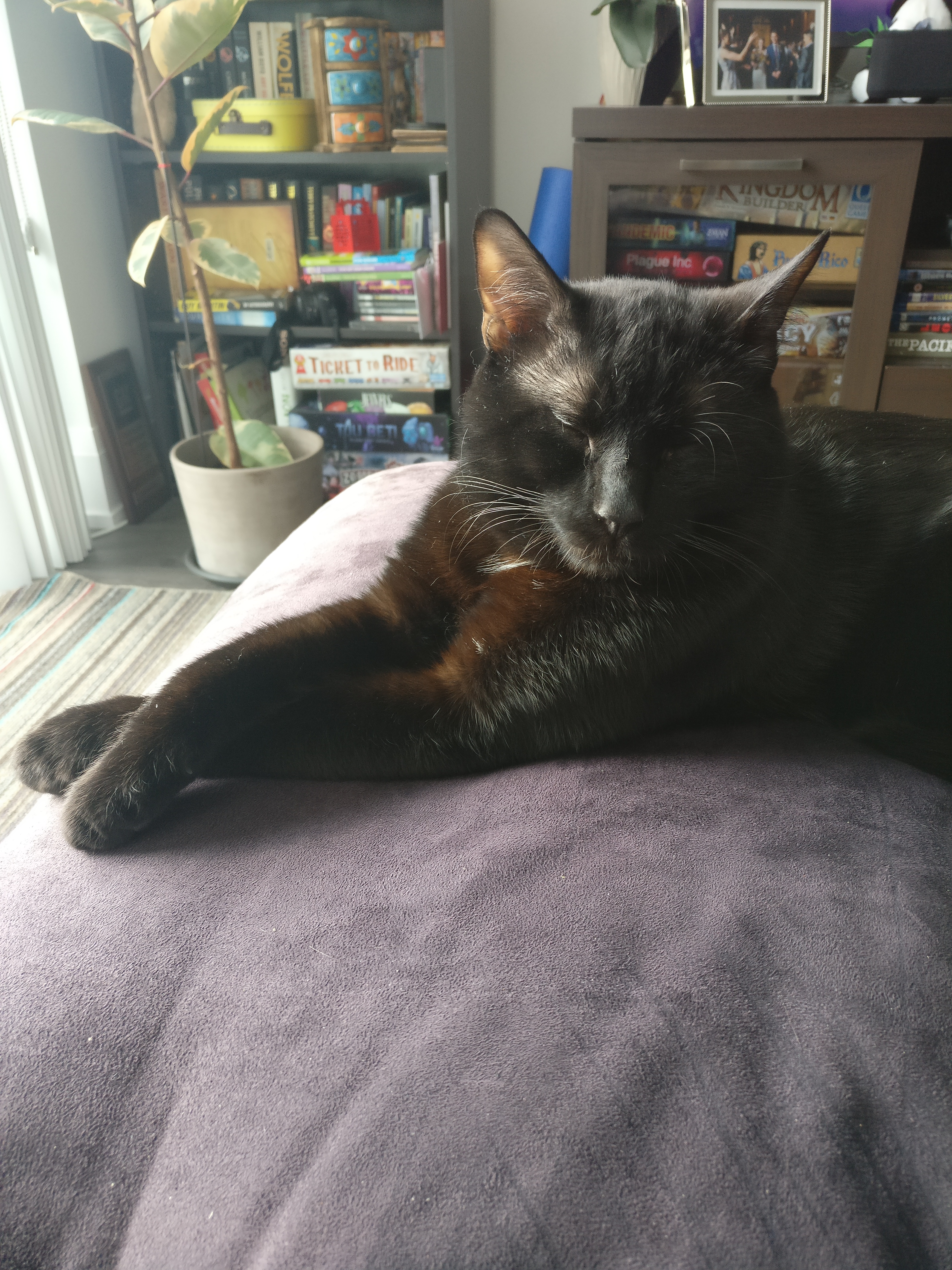 a black cat with some serious poise