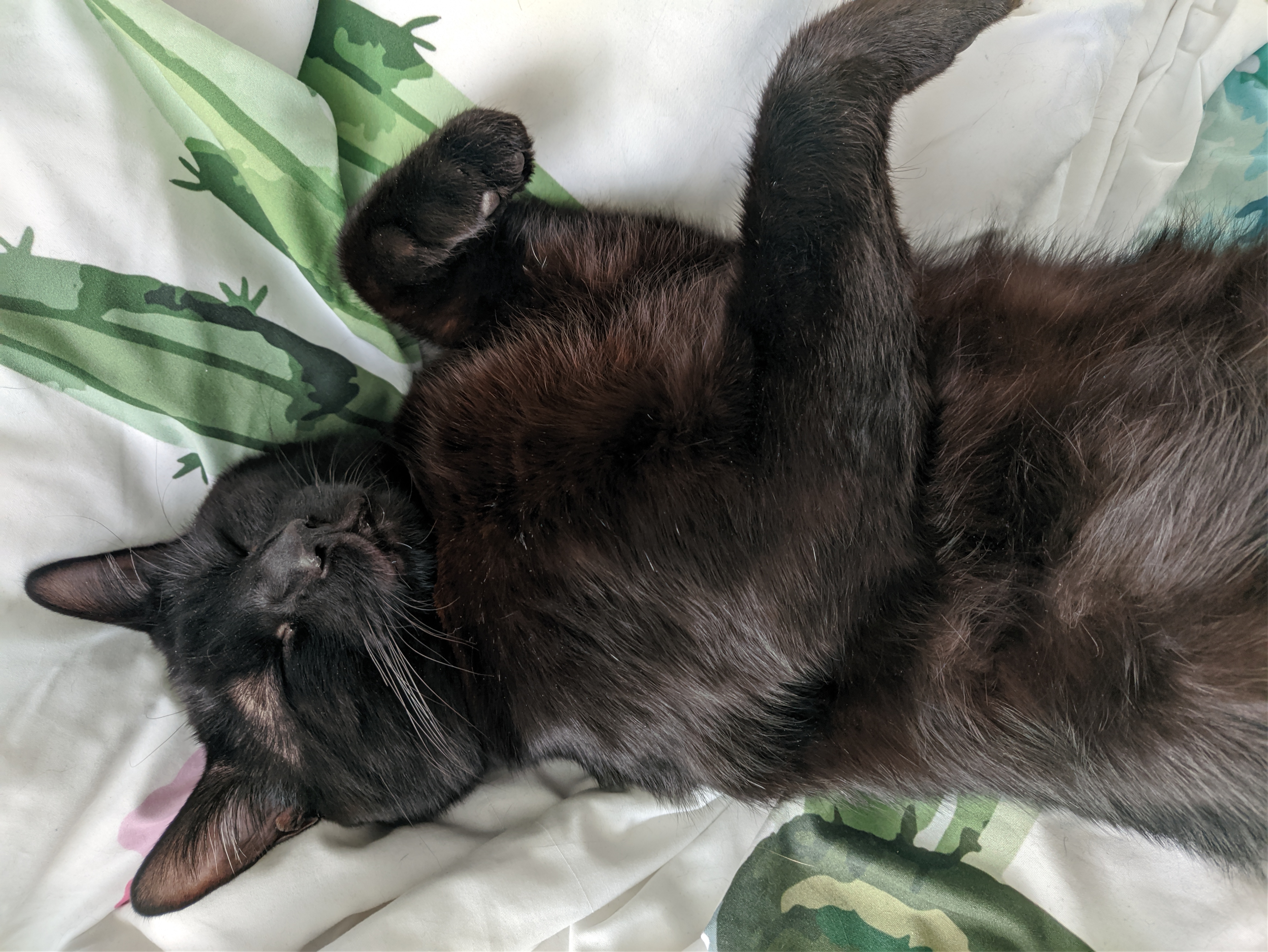 a black cat asleep on its back