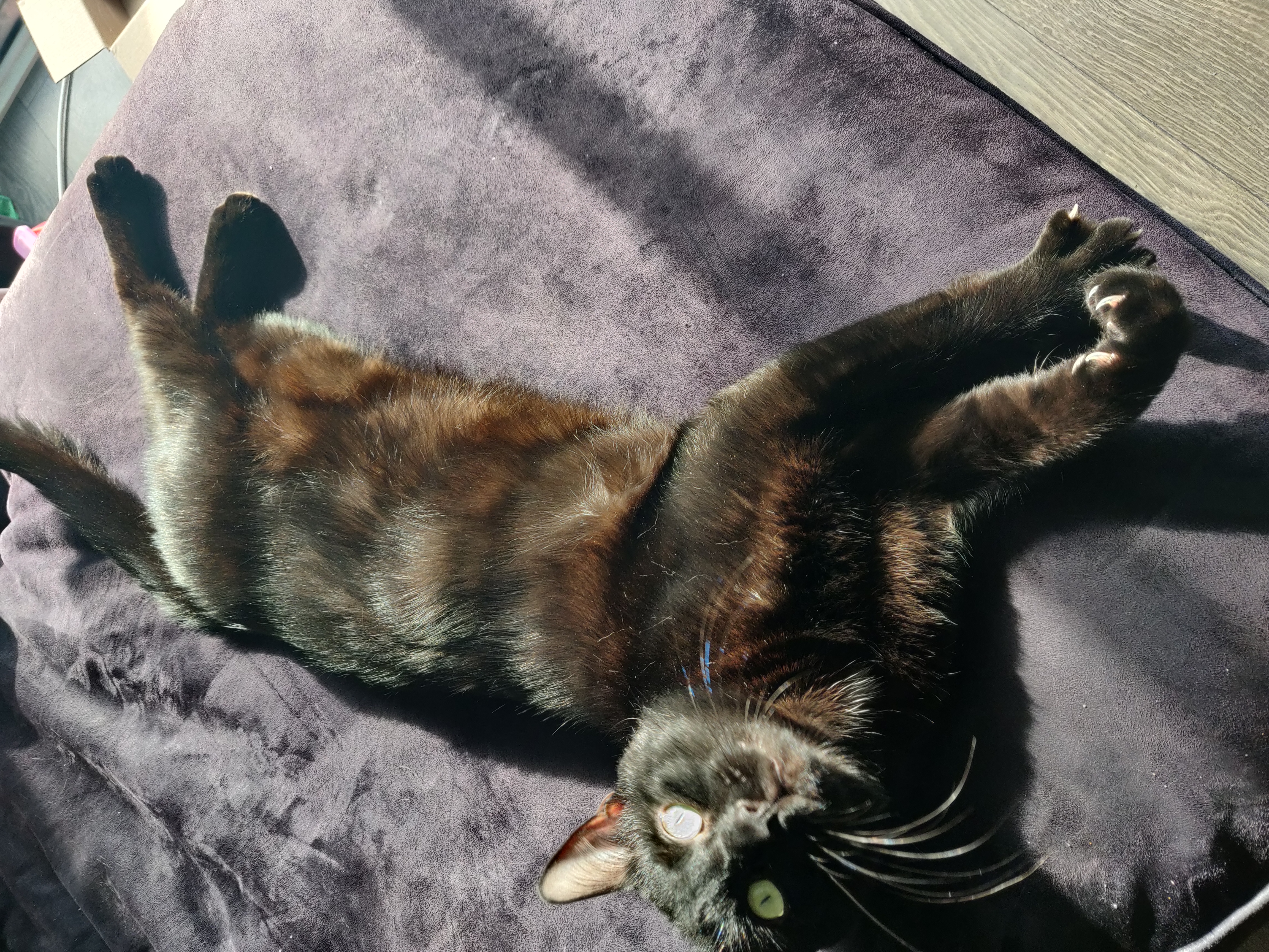 a black cat lying on a sofa in the sun