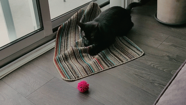 animation of a black cat pouncing on a pink ball