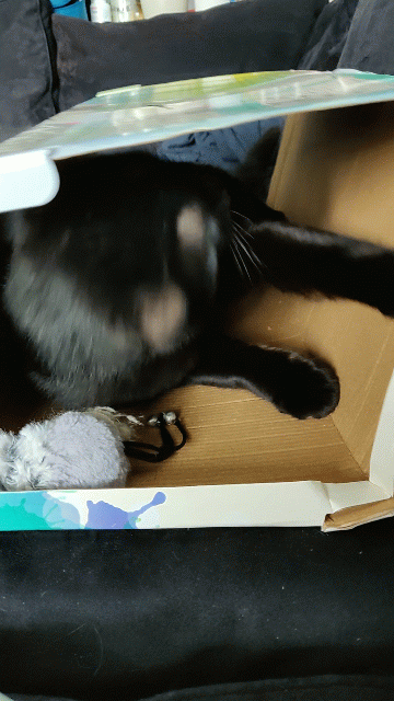 a black cat licking himself inside a box