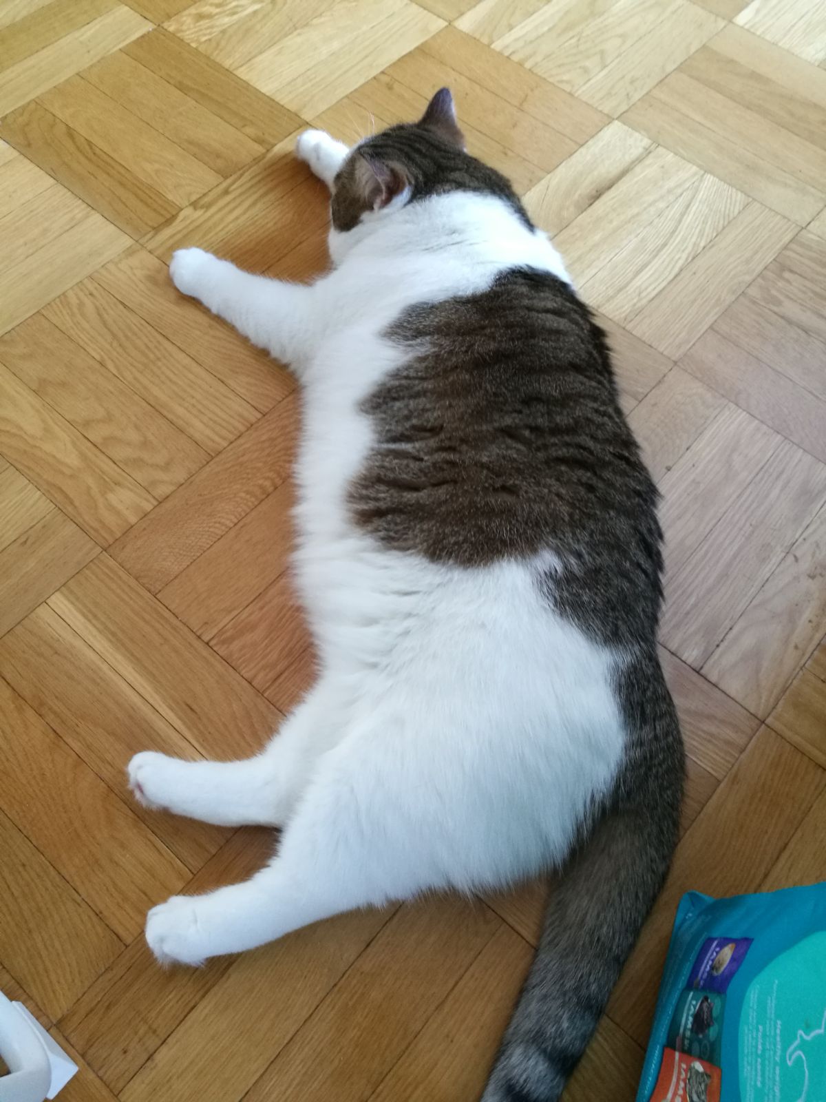a white cat with brown patches lying on a wooden floor