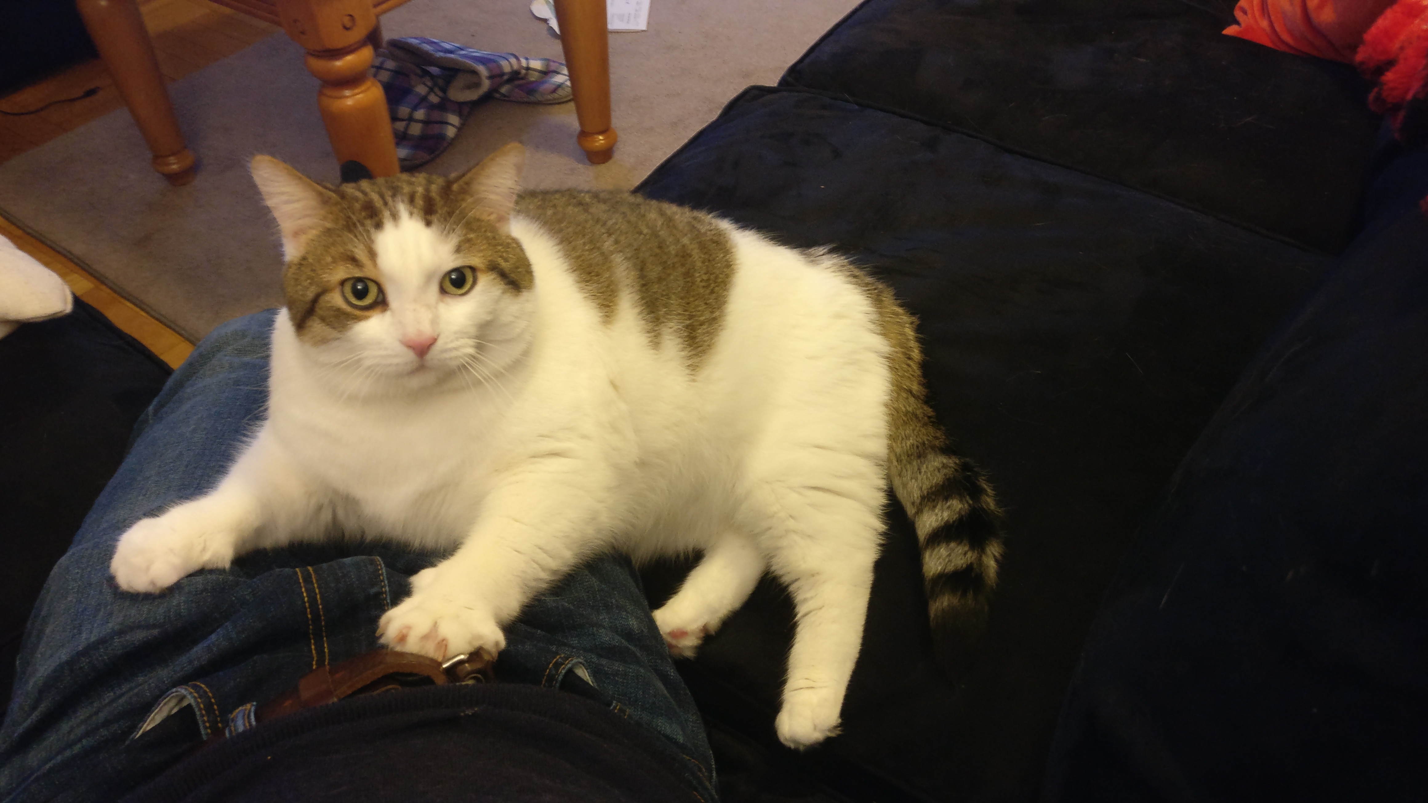 a white cat with brown patches sitting on a lap