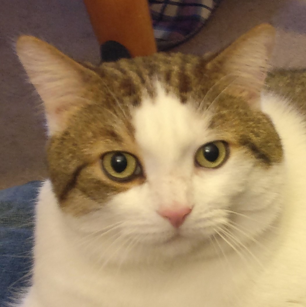 Cat (Captain Jack Sparrow) headshot