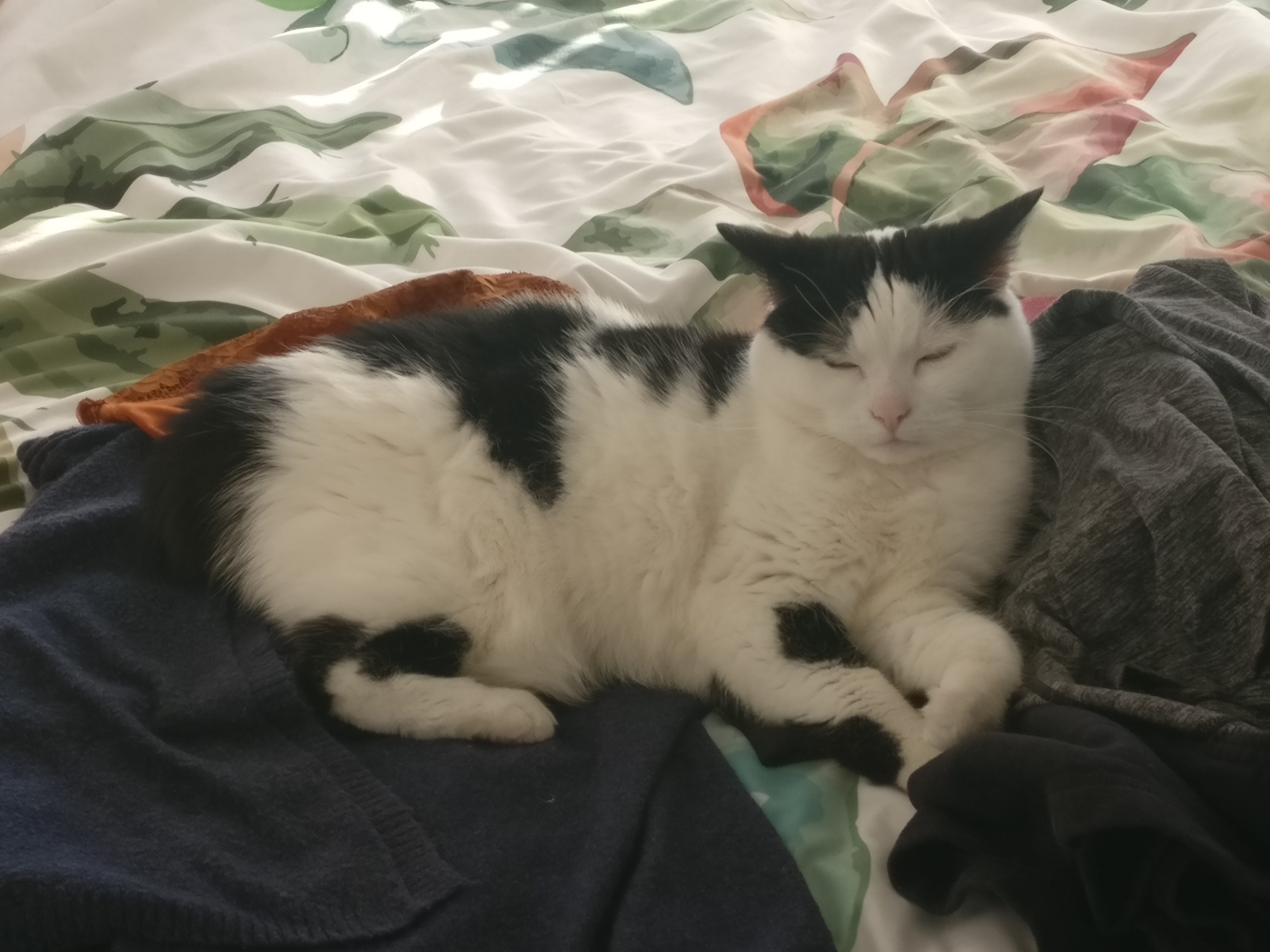 a white cat with balck patches sitting on a pile of clothes
