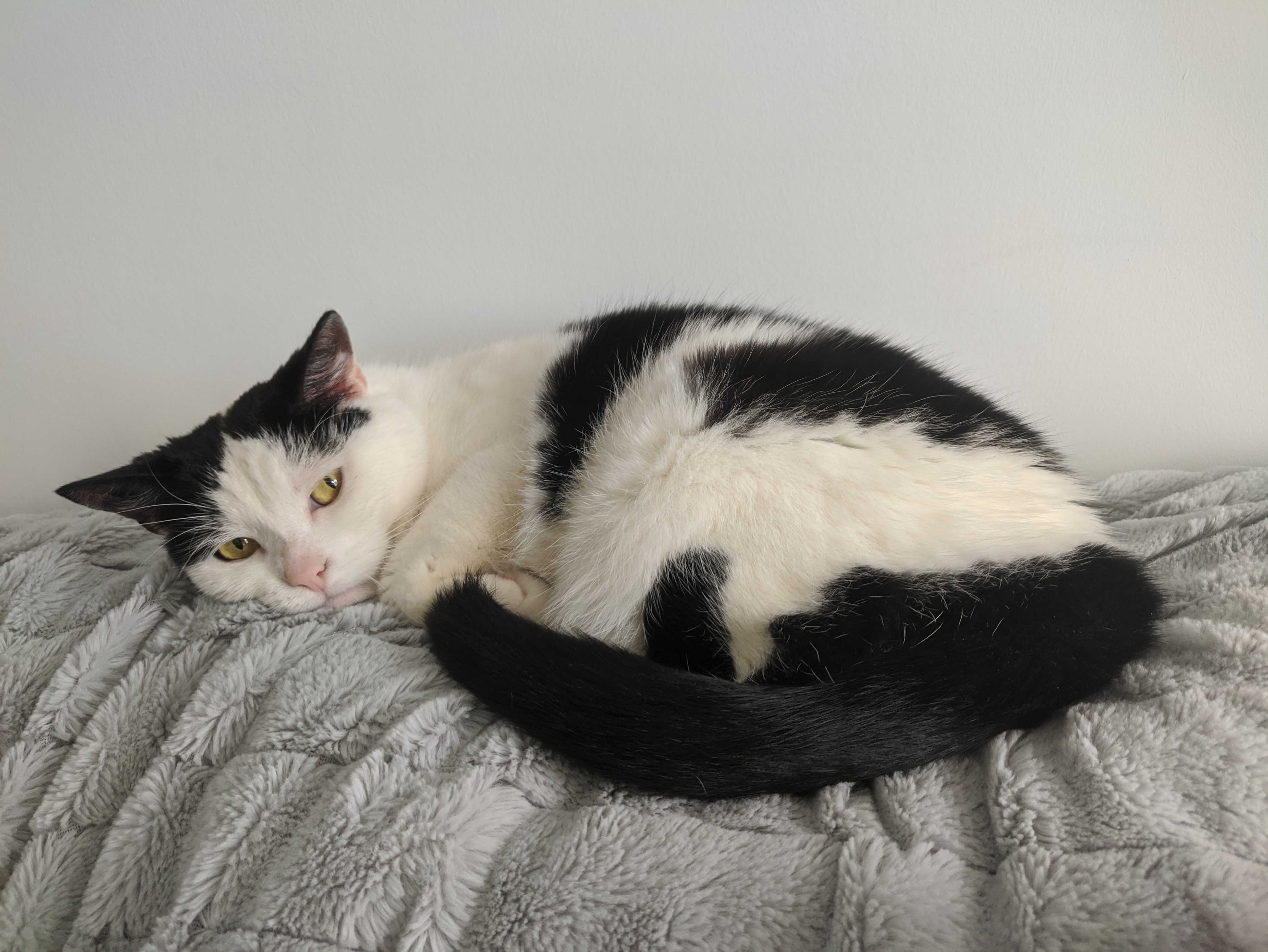 a white cat with balck patches lying on a blanket