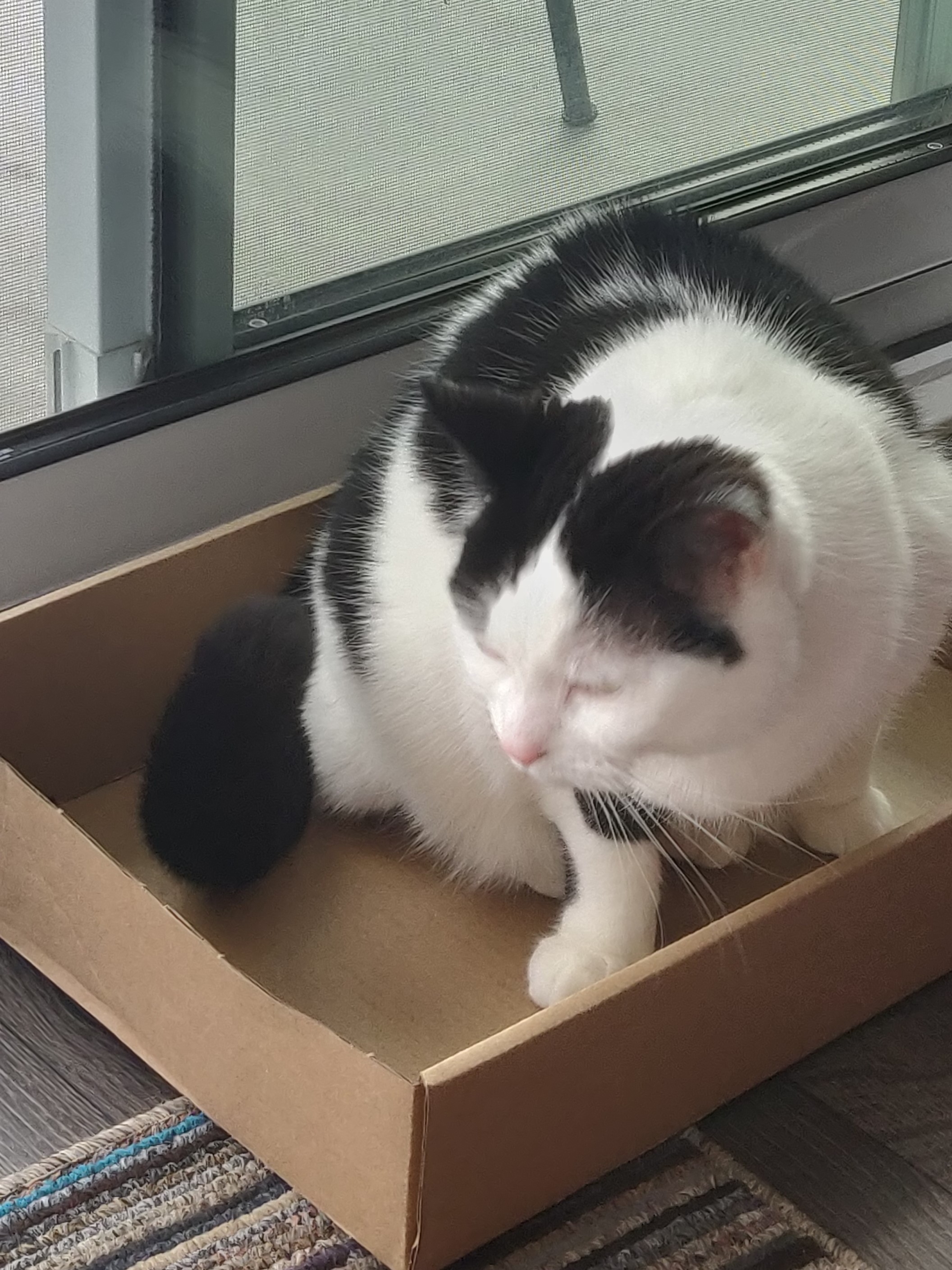 a white cat with balck patches sitting in a box