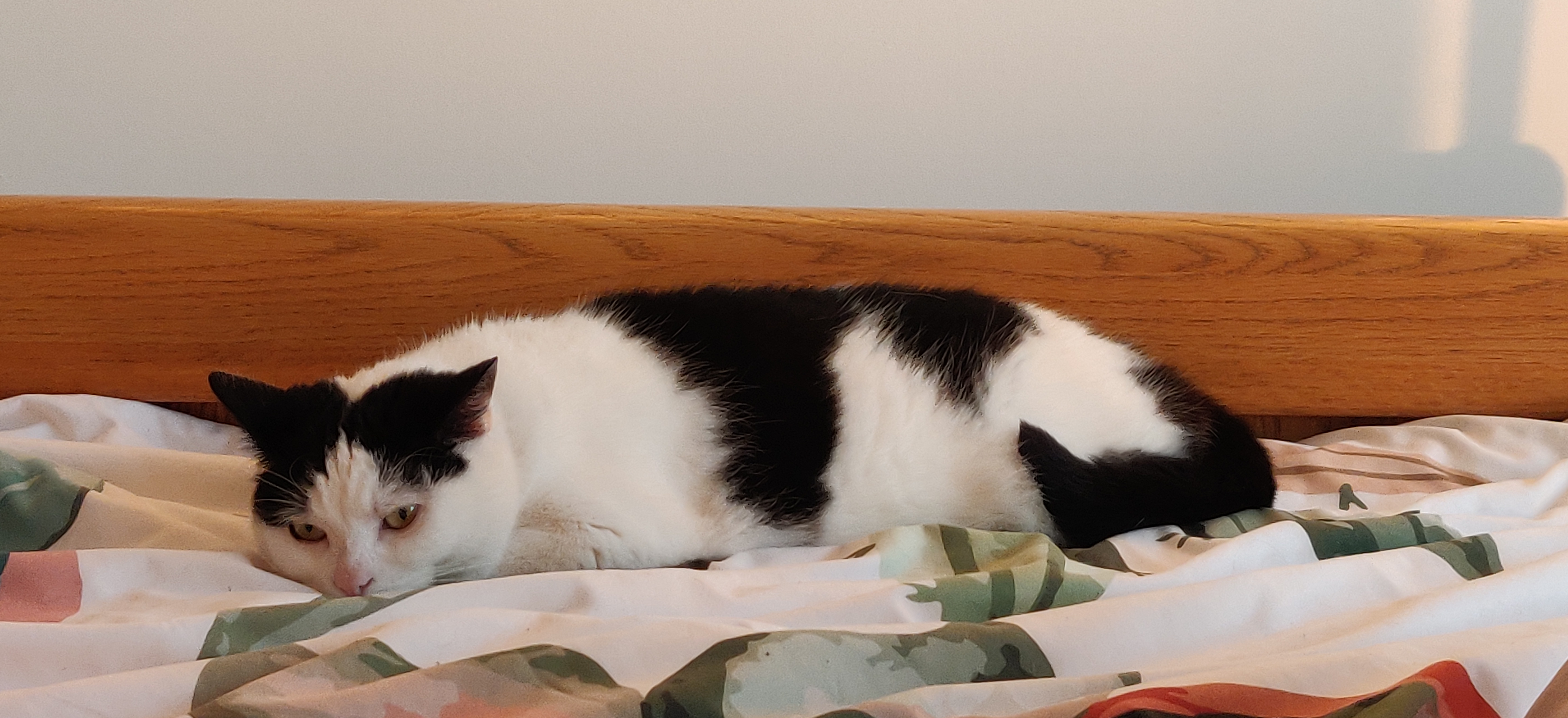 a white cat with balck patches lying on a bed