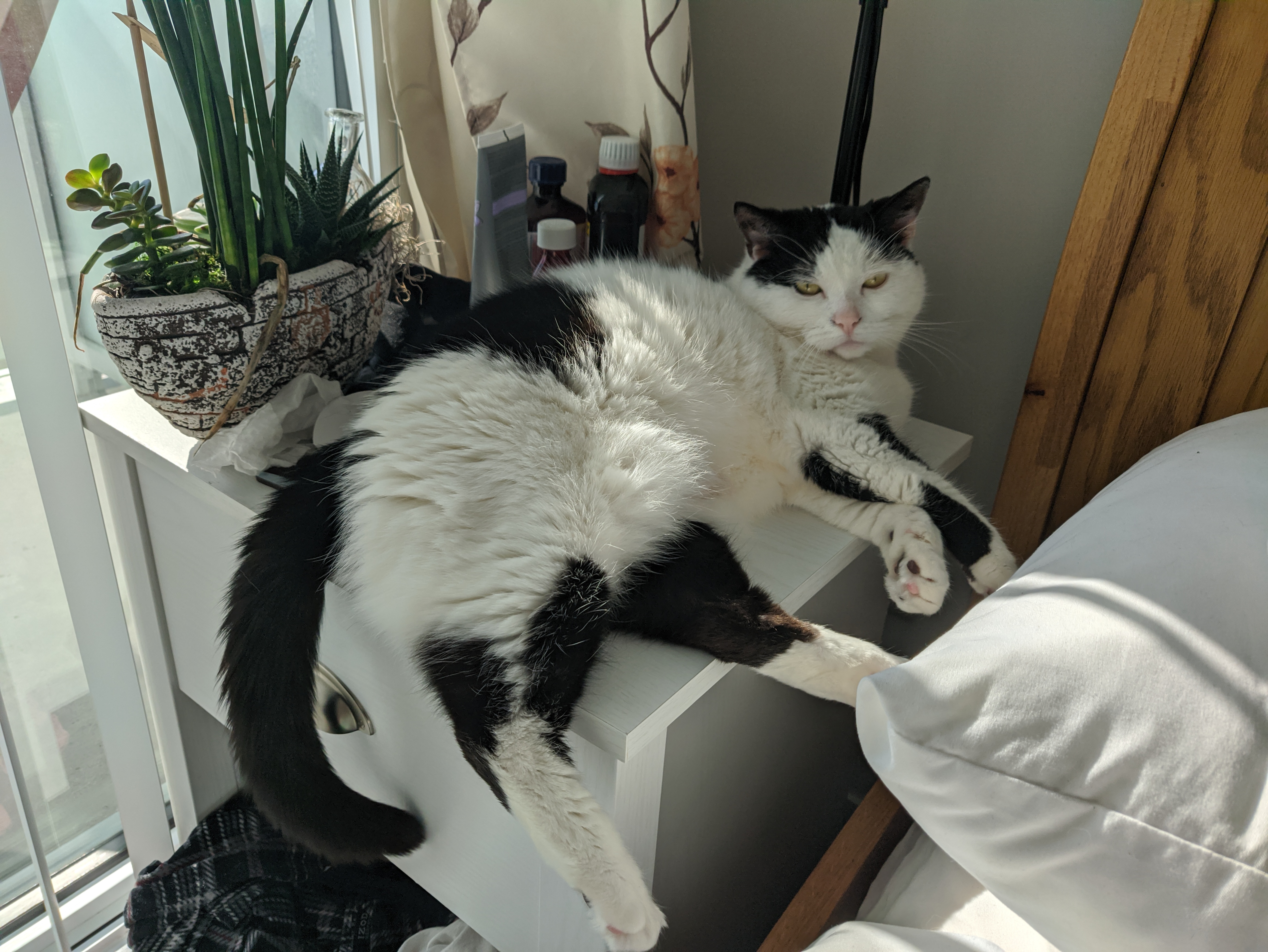 a white cat with balck patches sitting on a bed side table