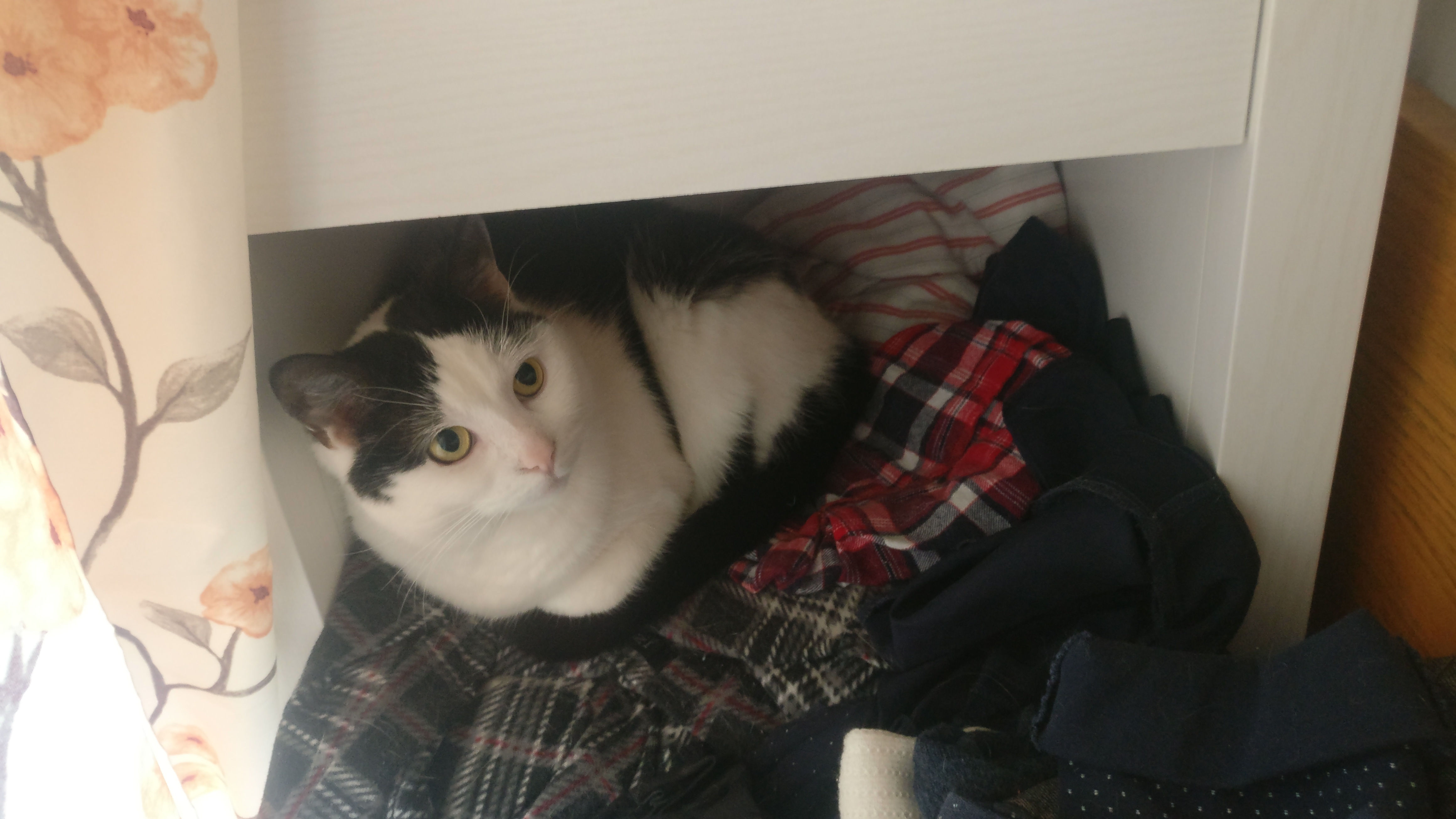 a white cat with balck patches sitting inside a bed side table