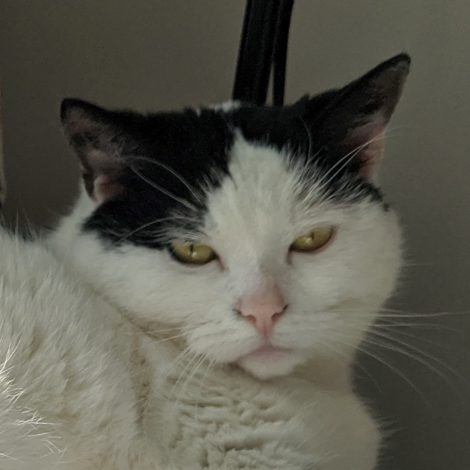 Cat (Julie) headshot