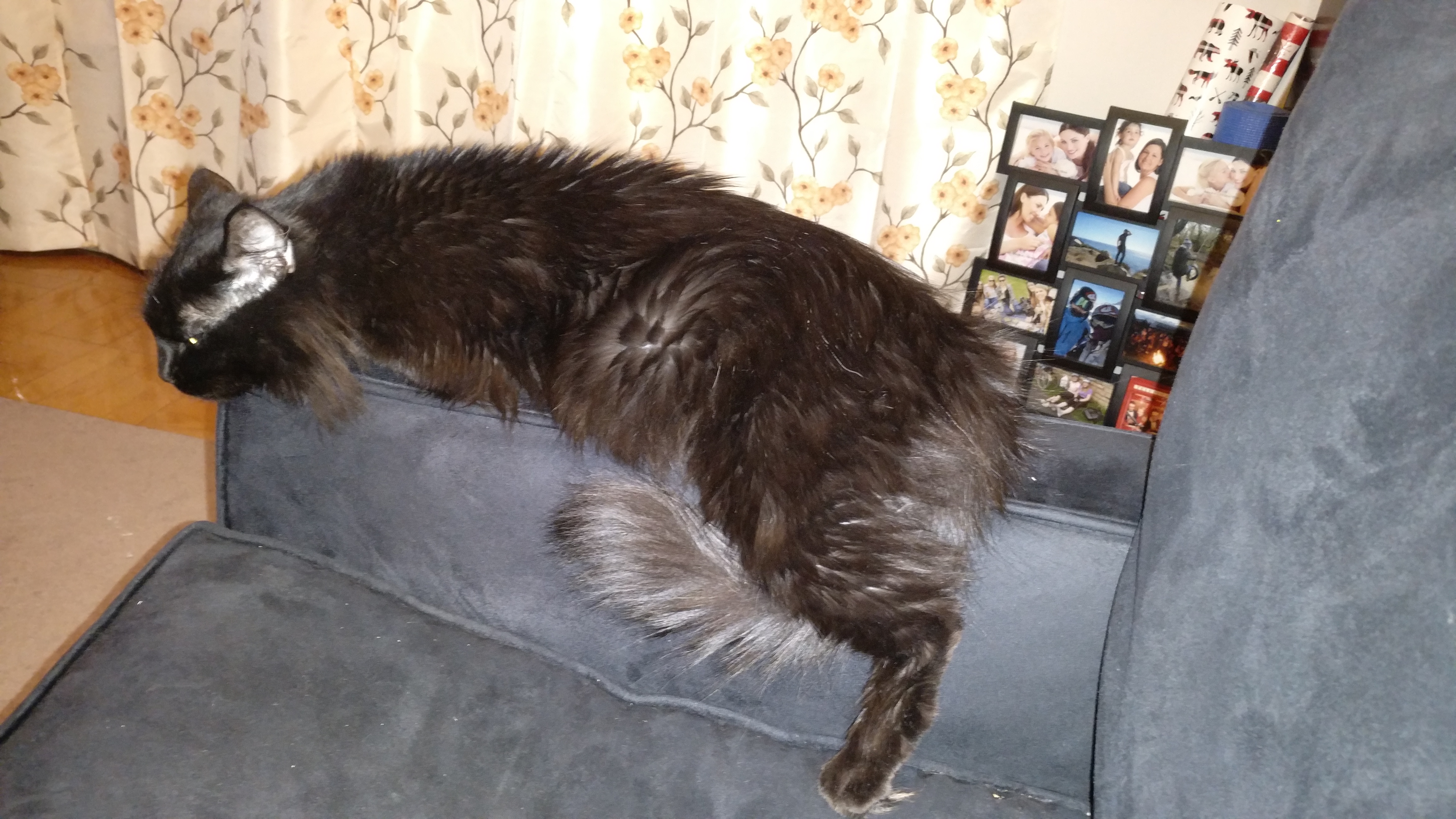 a black cat lying on the arm of a sofa