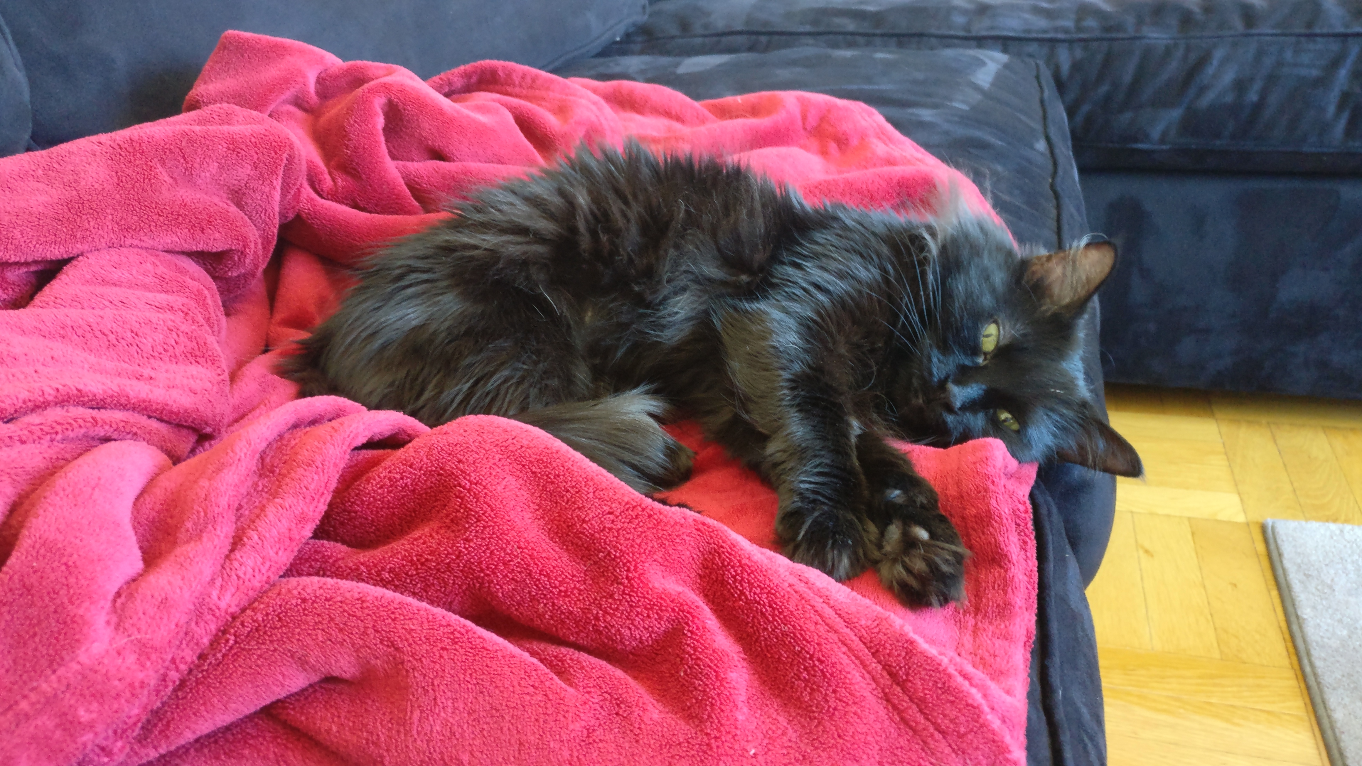 a balck cat lying on a red blanket