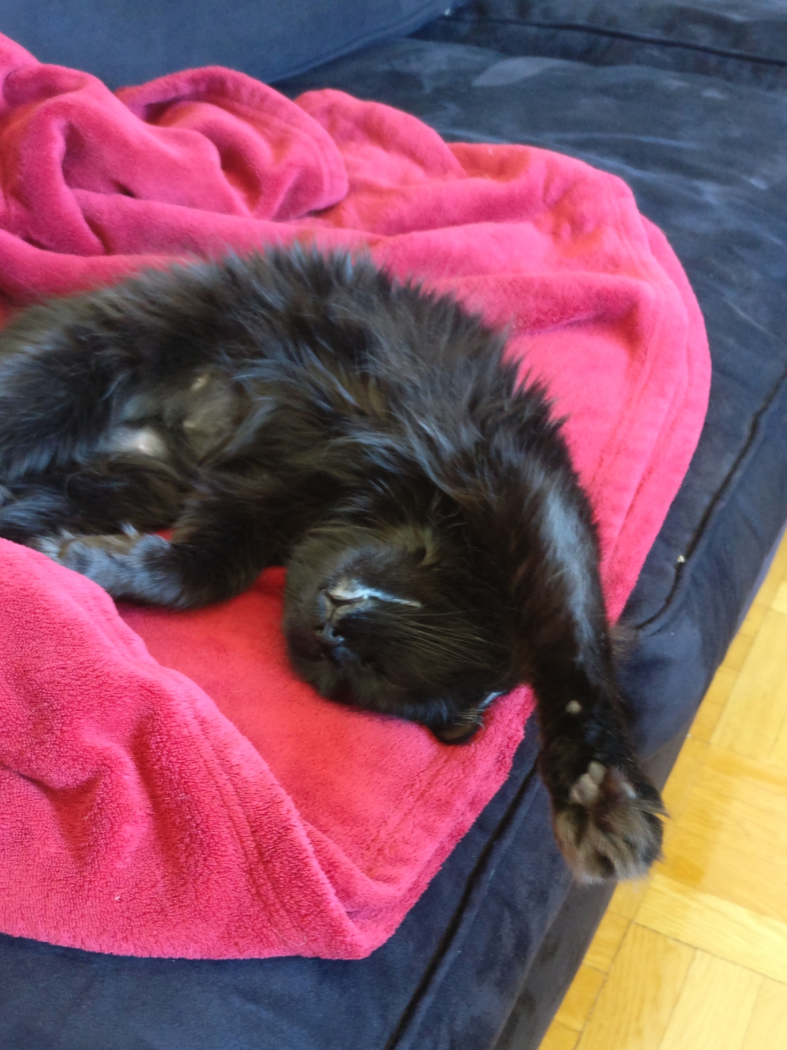 a black cat stretching on a red blanket