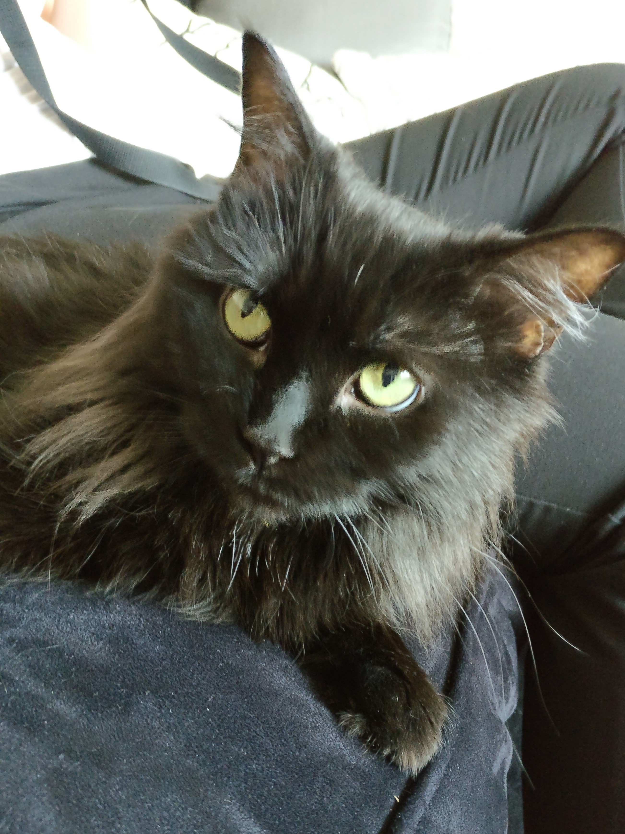 a black cat looking at the camera