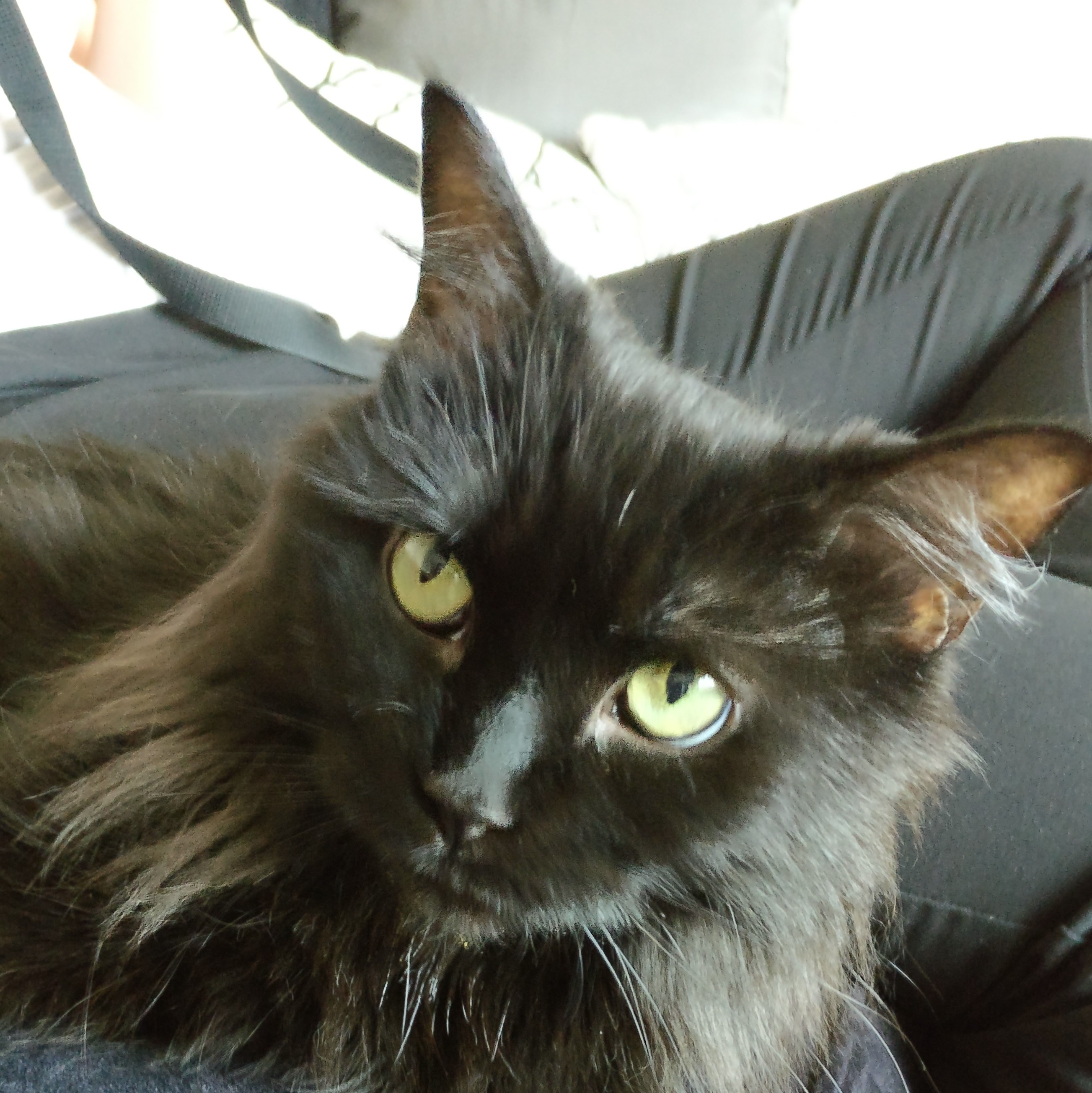 Cat (Matilda) headshot