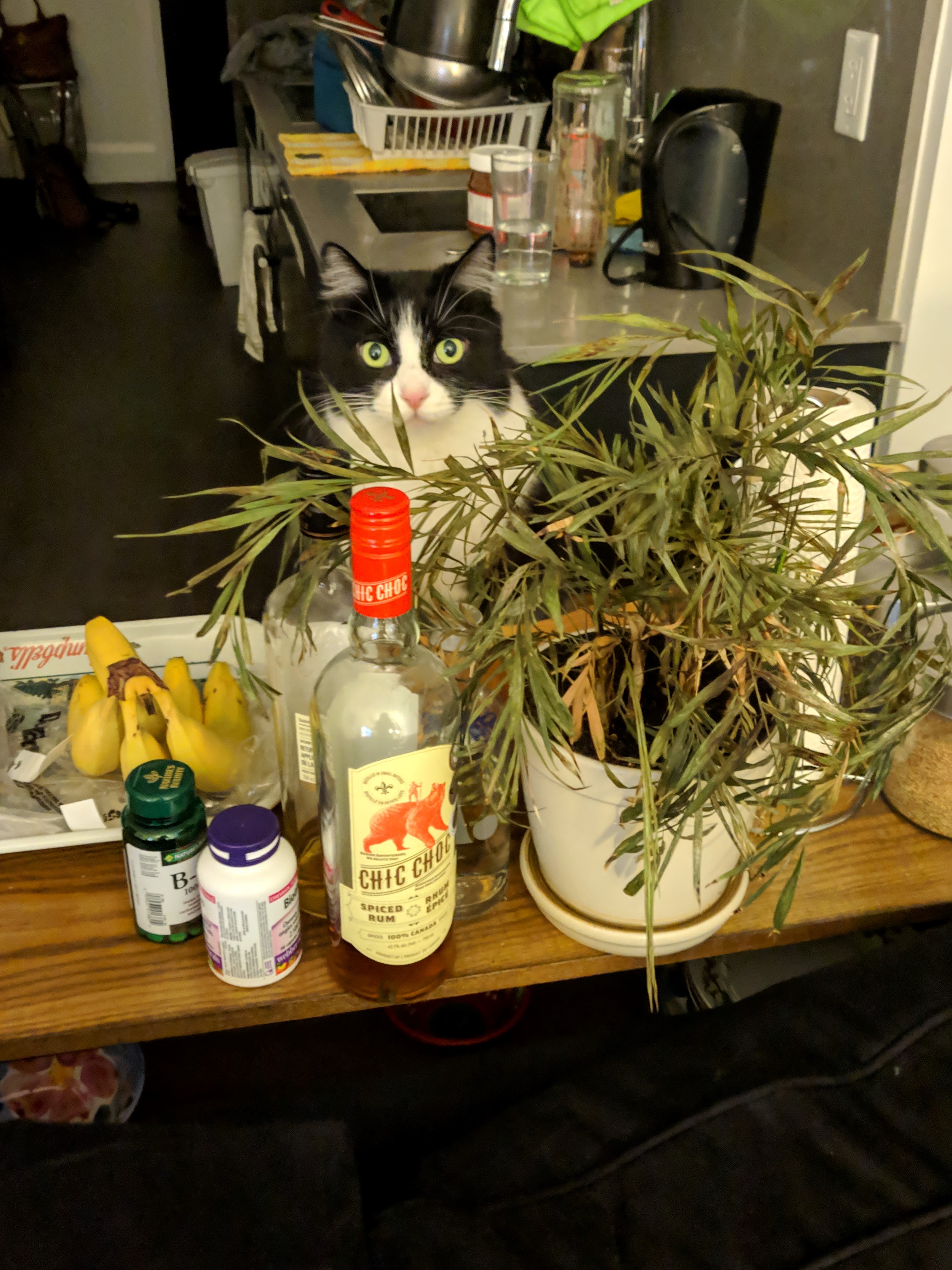 a black and white cat sitting on a kitchen table behind a plant
