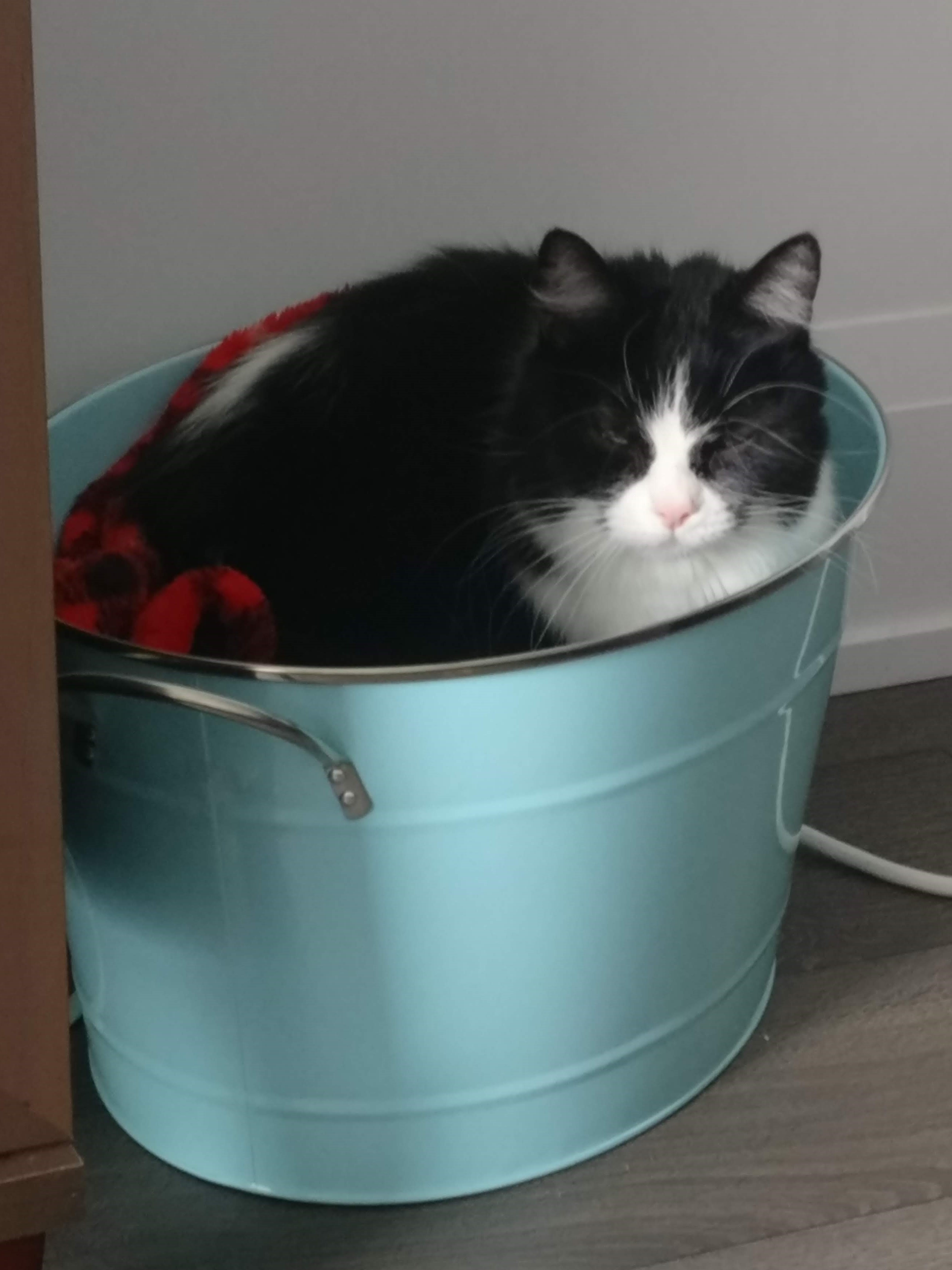 a black and white cat sitting in a blue bucket