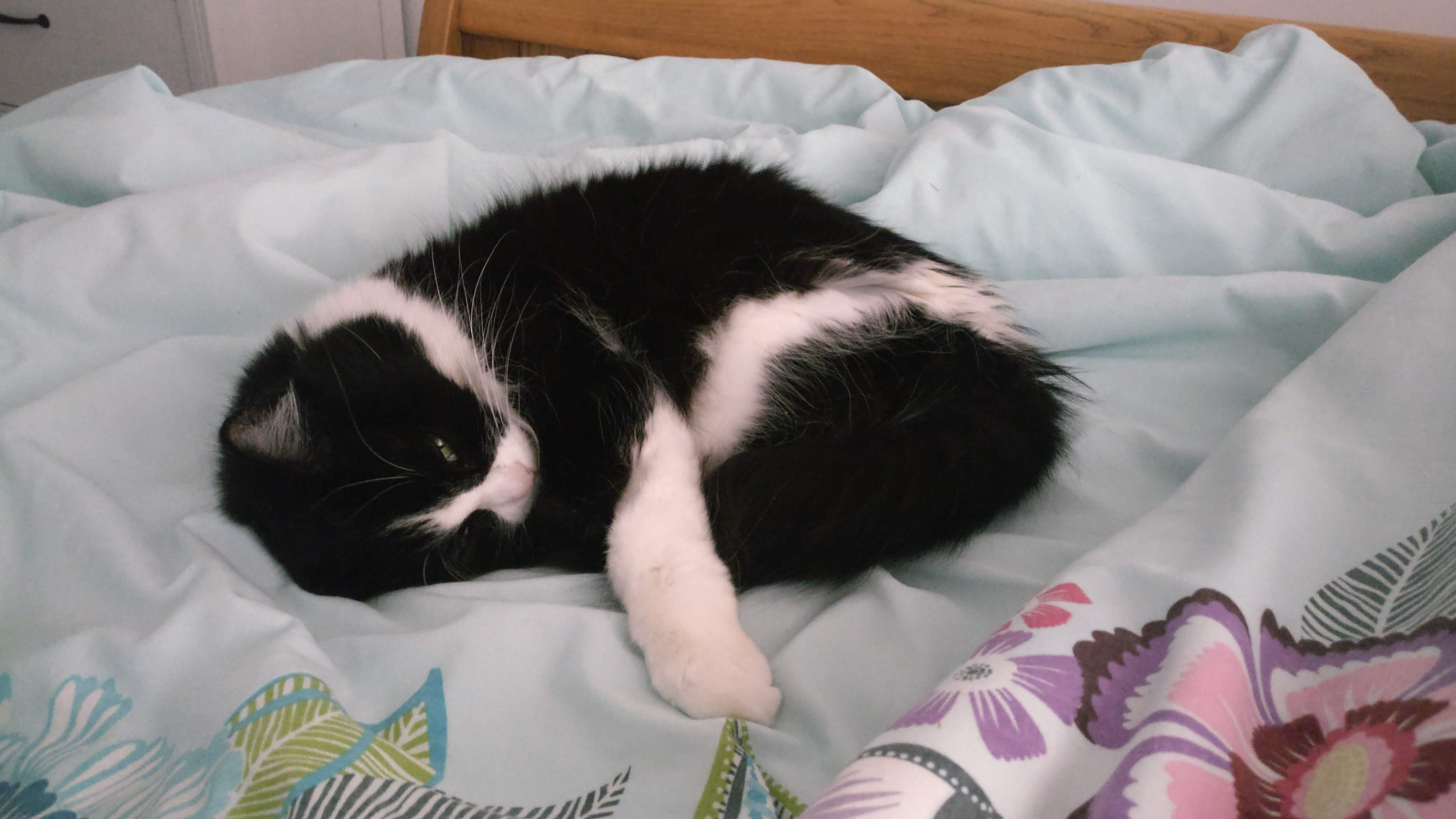 a black and white cat curled up on a bed