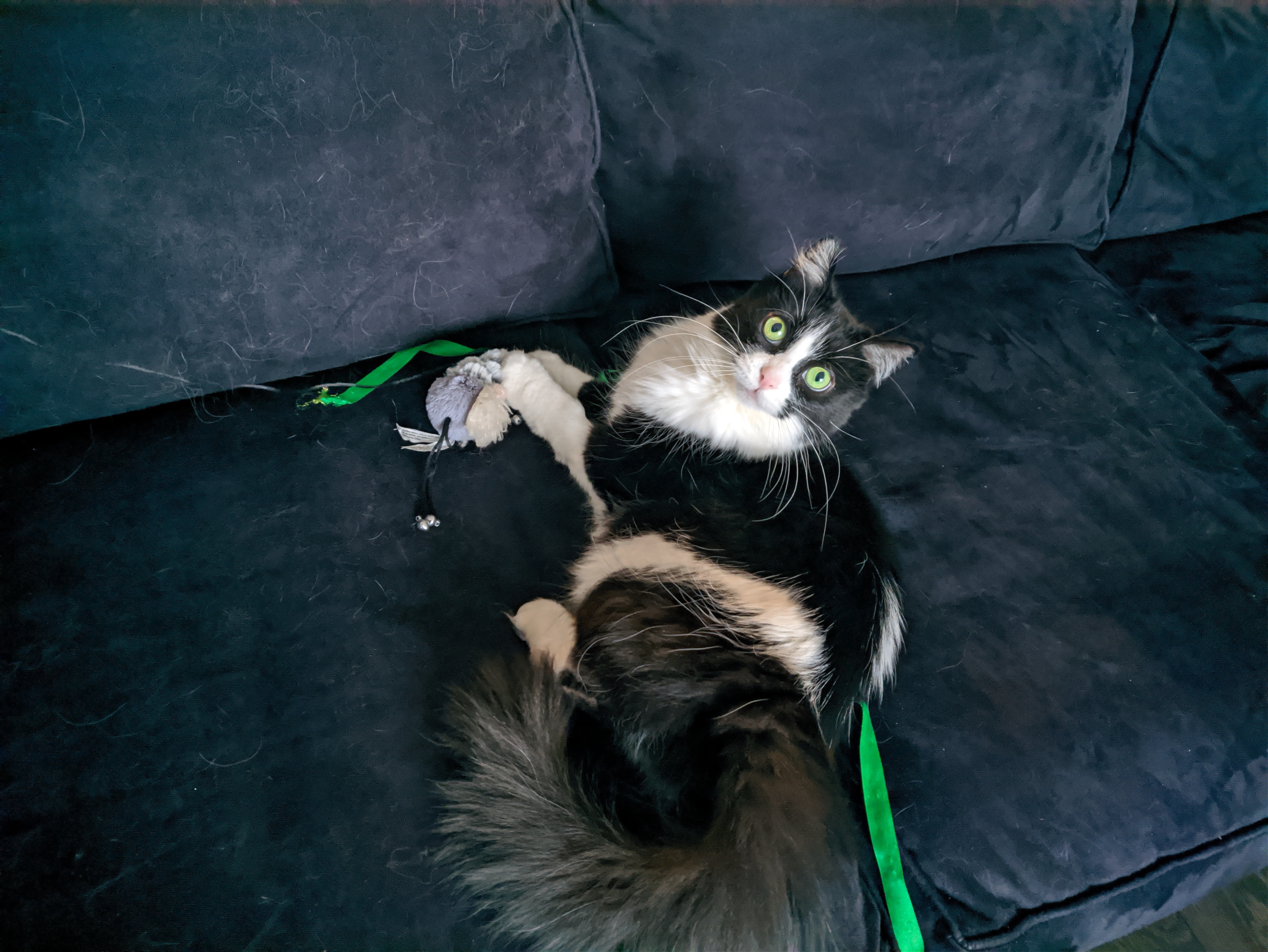 a black and white cat playing with a mouse toy on a sofa