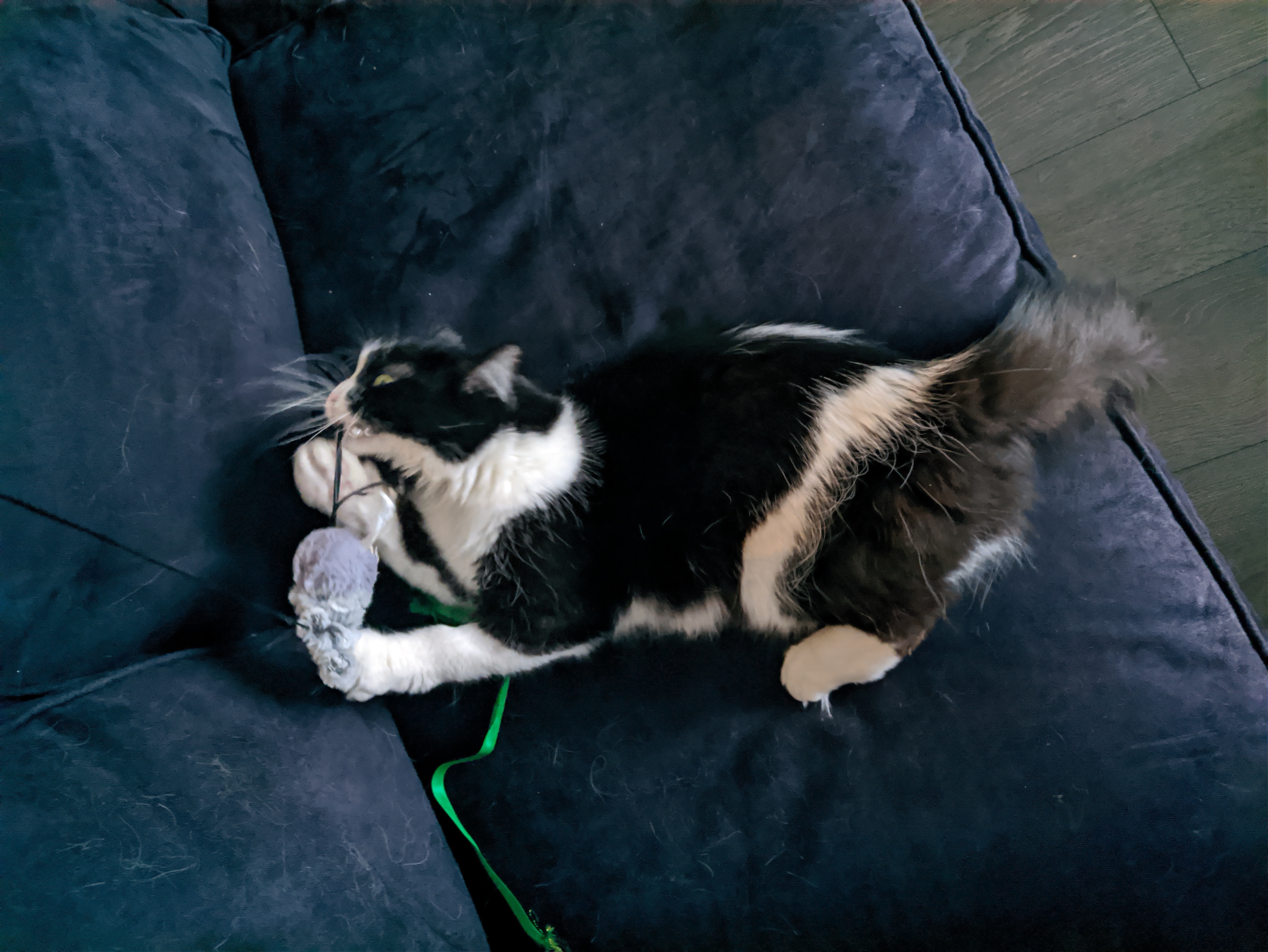 a black and white cat biting a mouse toy on a sofa