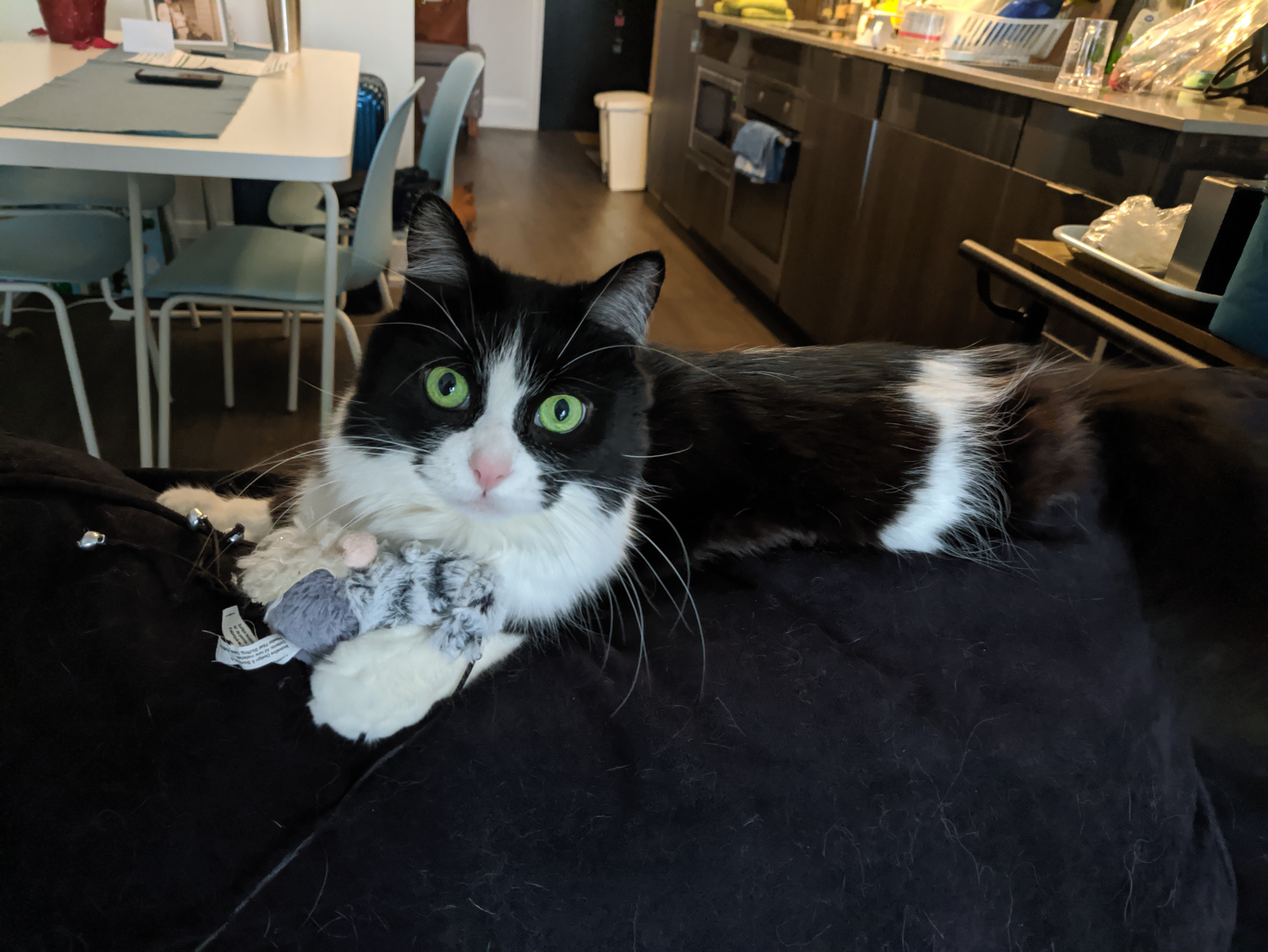 a black and white cat playing sitting on the back of a sofa with a mouse toy