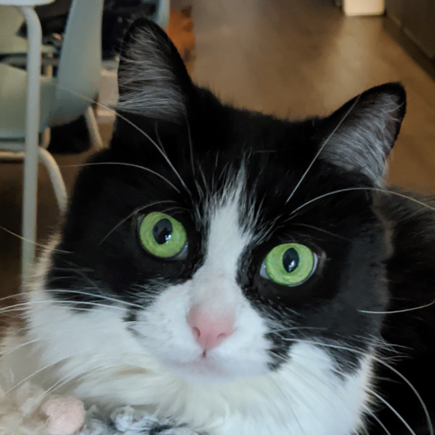 Cat (Mui Mui) headshot