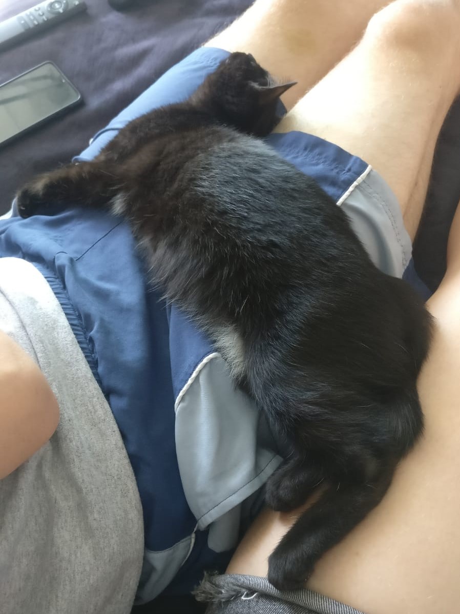 a black kitten lying on a lap