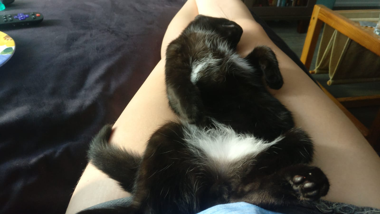 a black kitten lying on its back on someones lap
