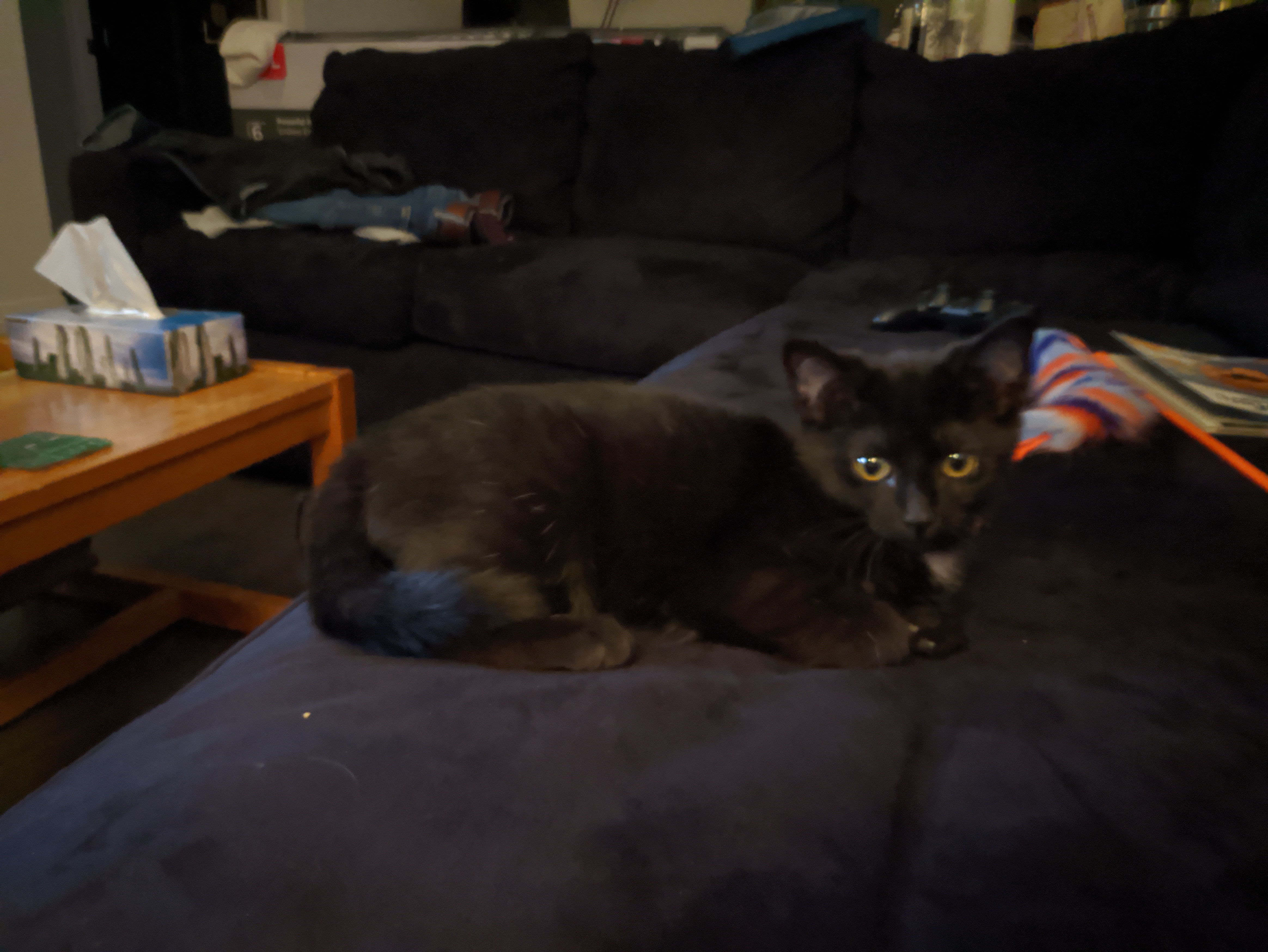 a curious black kitten sitting on a sofa