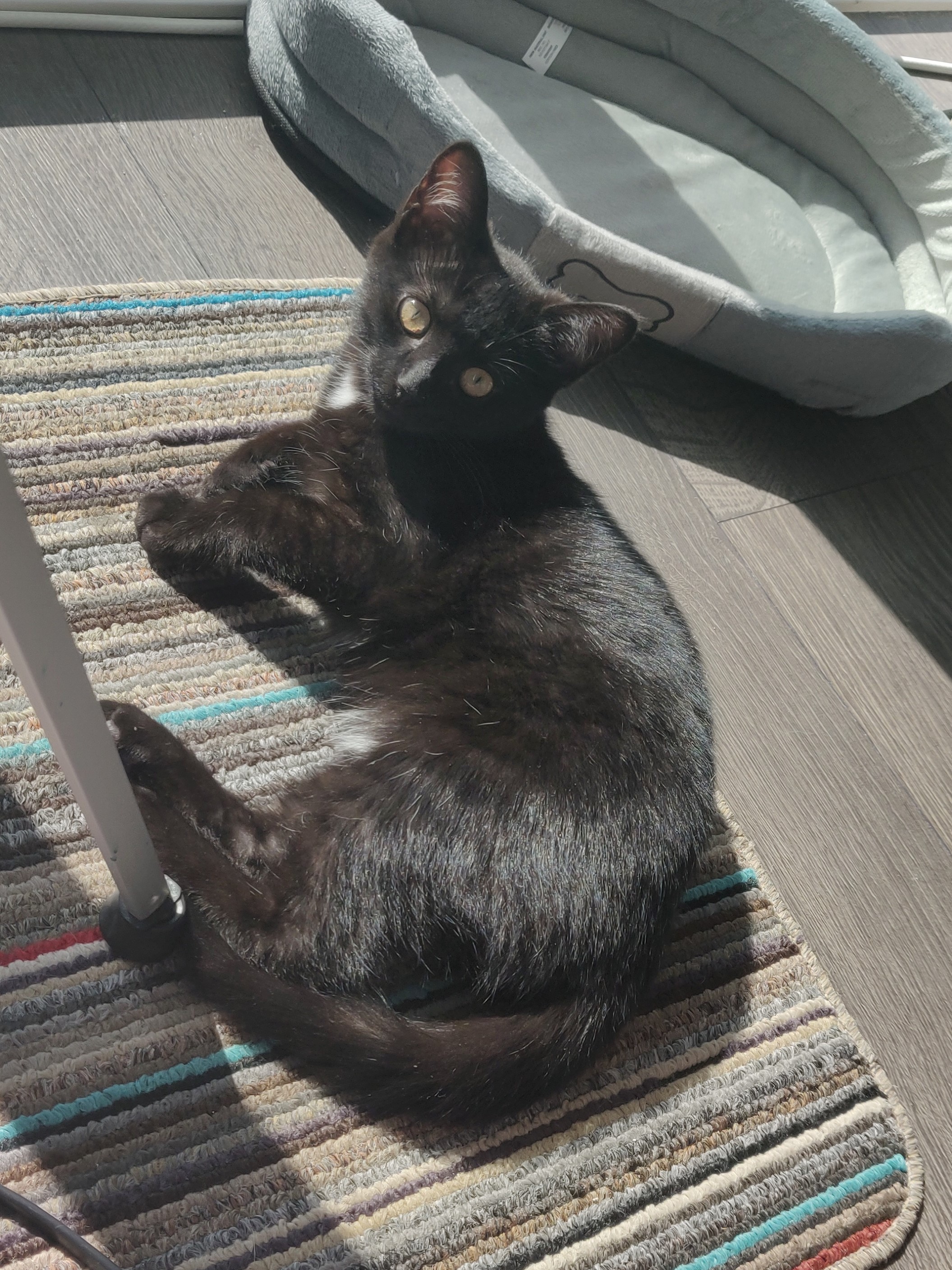 a black kitten lying on a rug in the sun