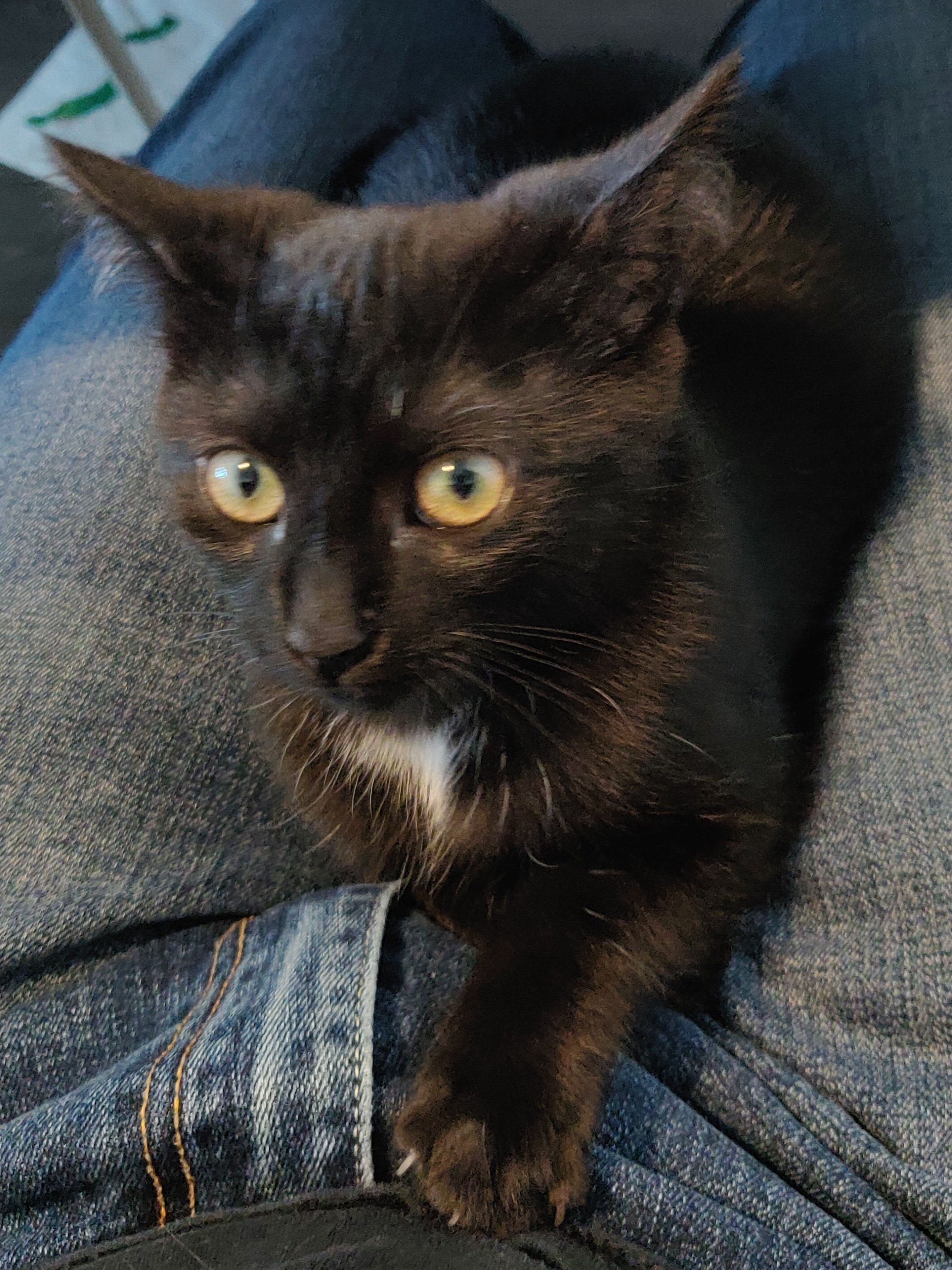 a black kitten sitting on a lap under the table