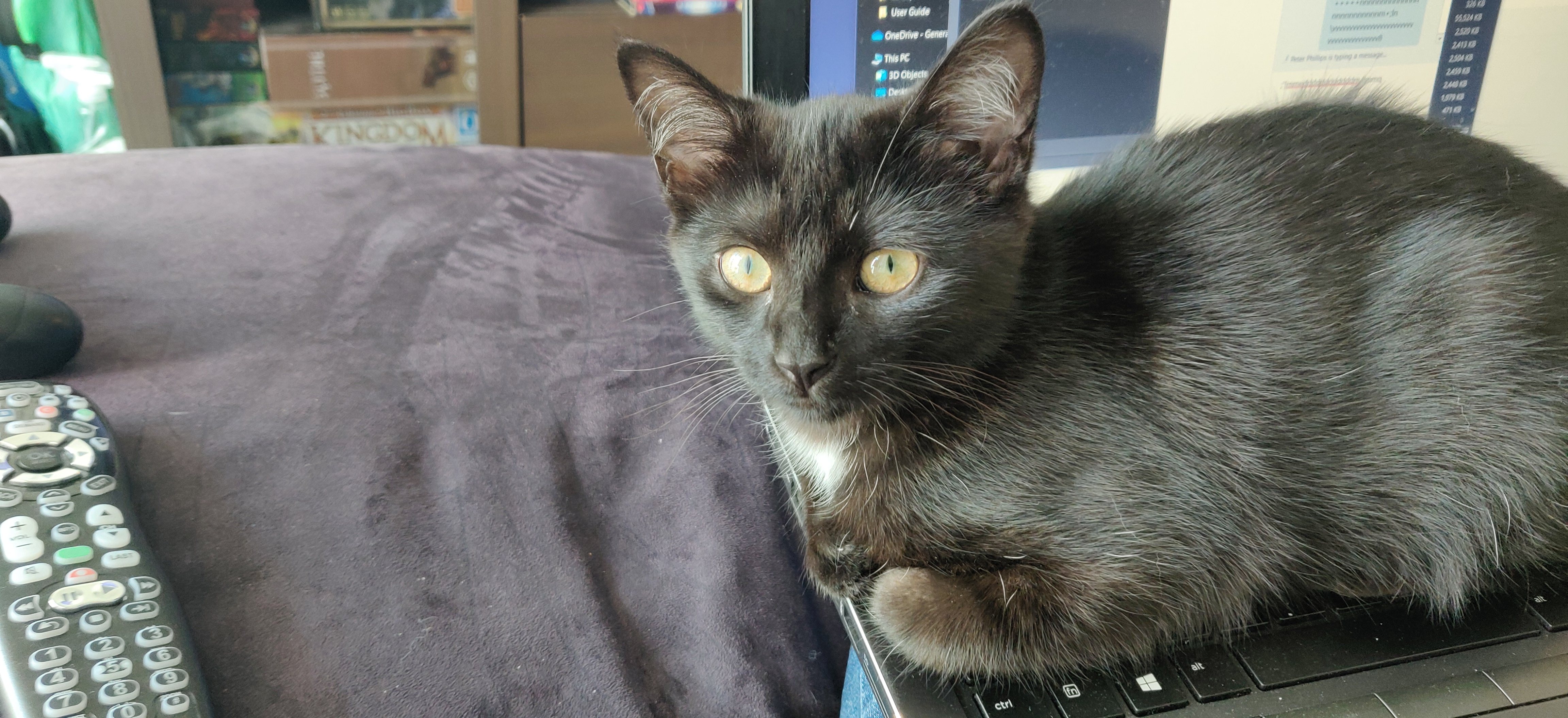 a black kitten sitting on a laptop keybaord