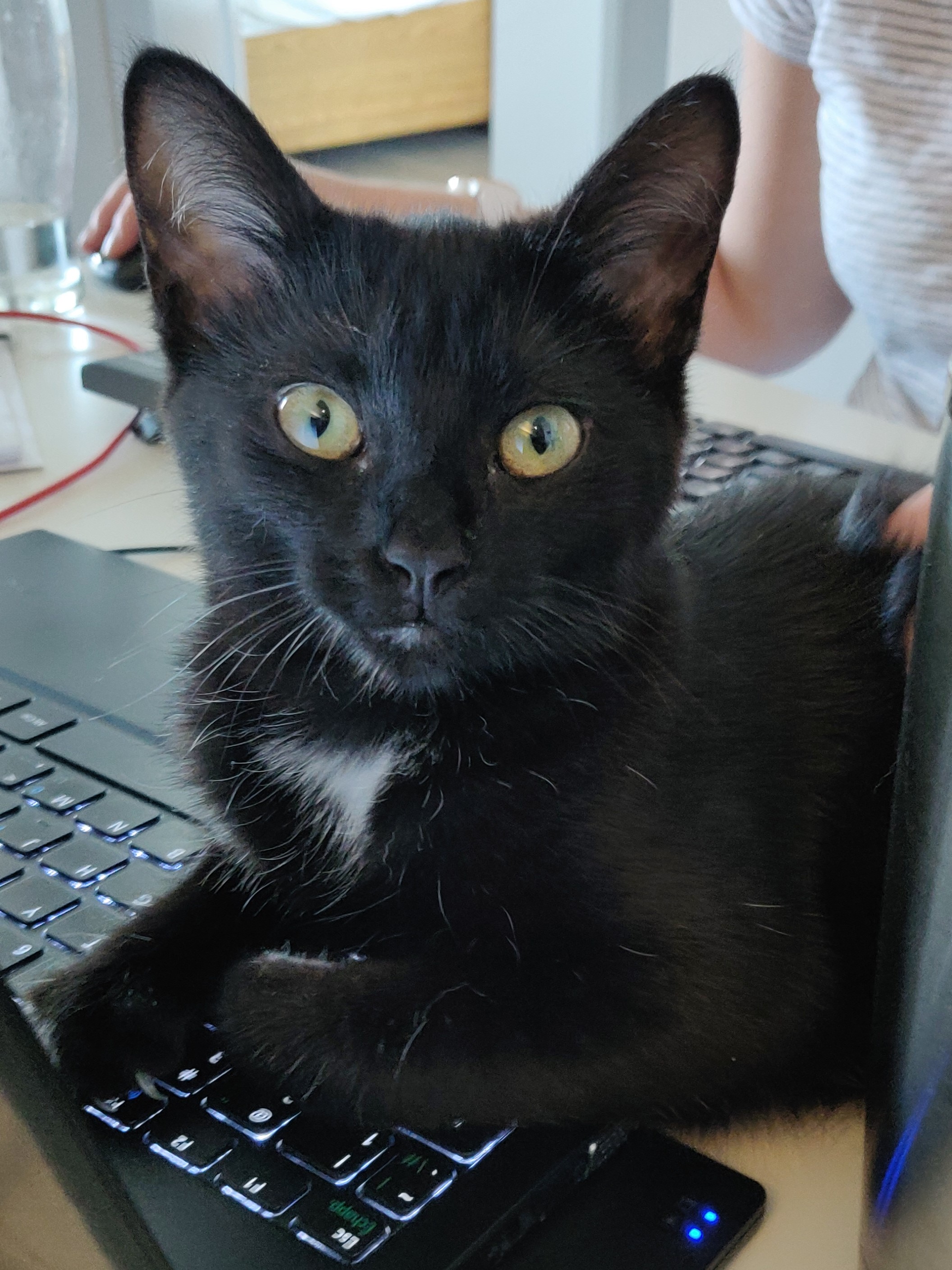 a black kitten partially sitting on a laptop keyboard