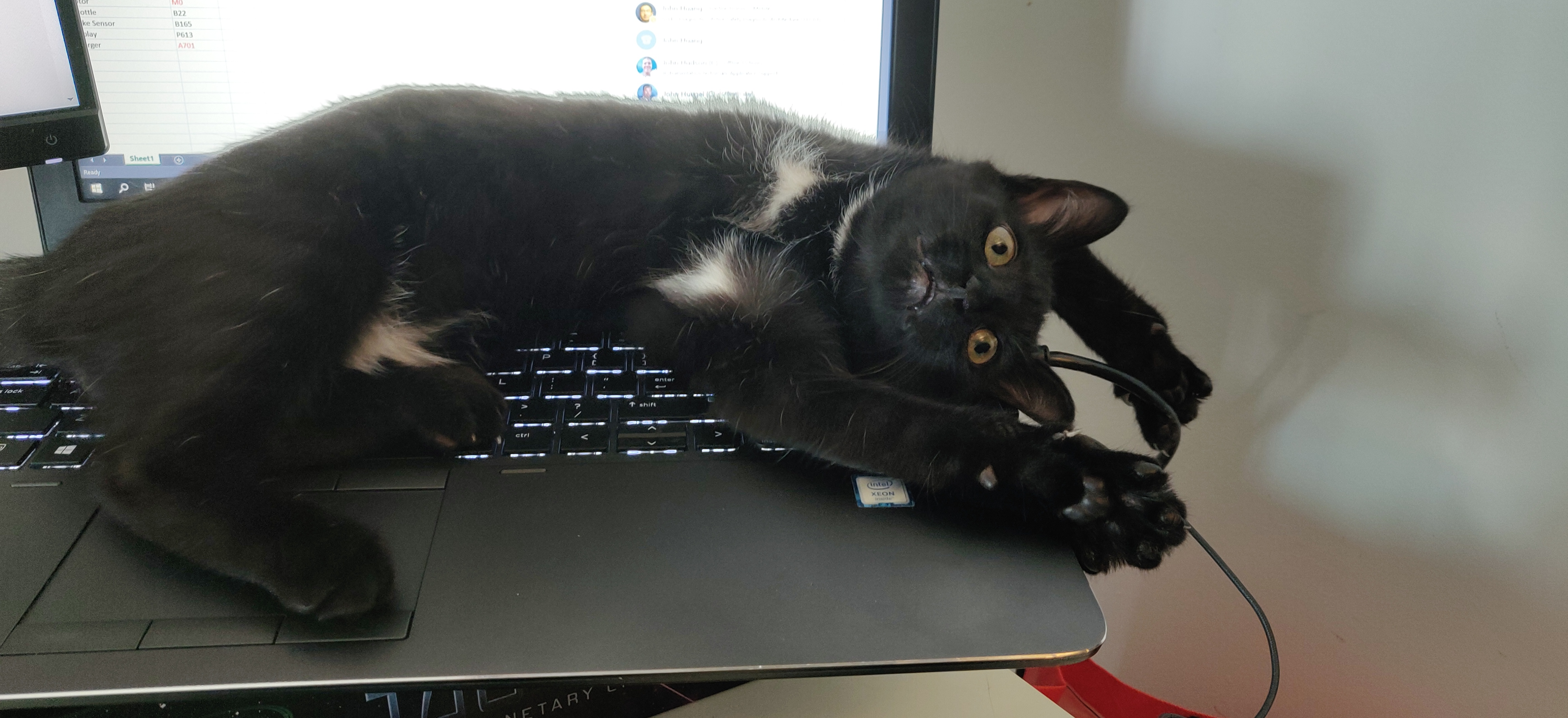a black kitten stretched across a keyboard