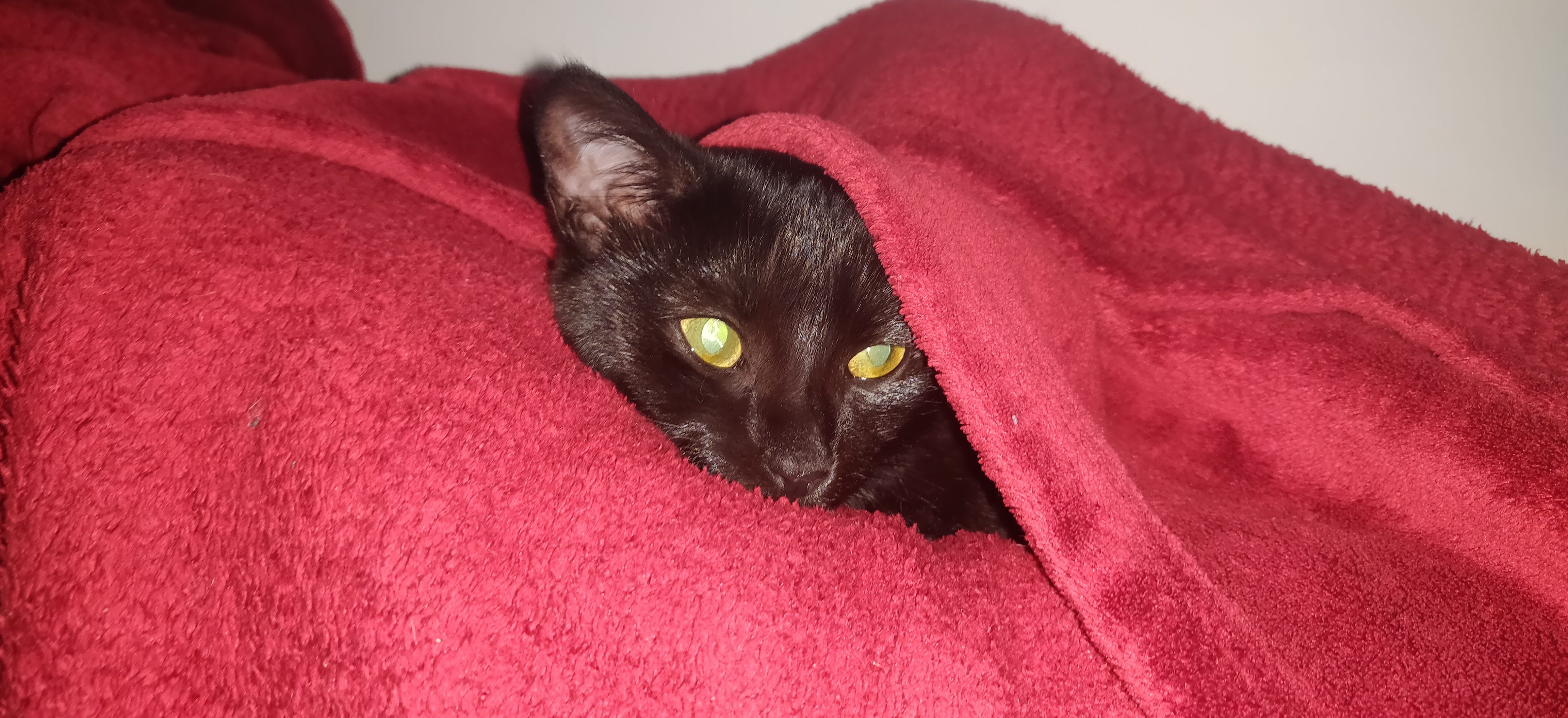 a black kitten poking his head out from under a red blanket