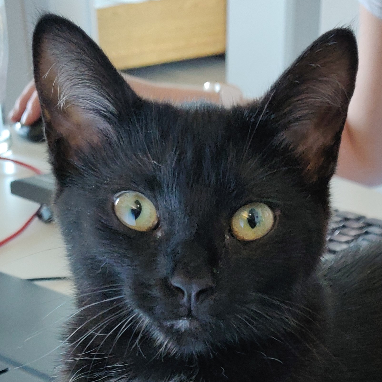 Cat (Murphy) headshot