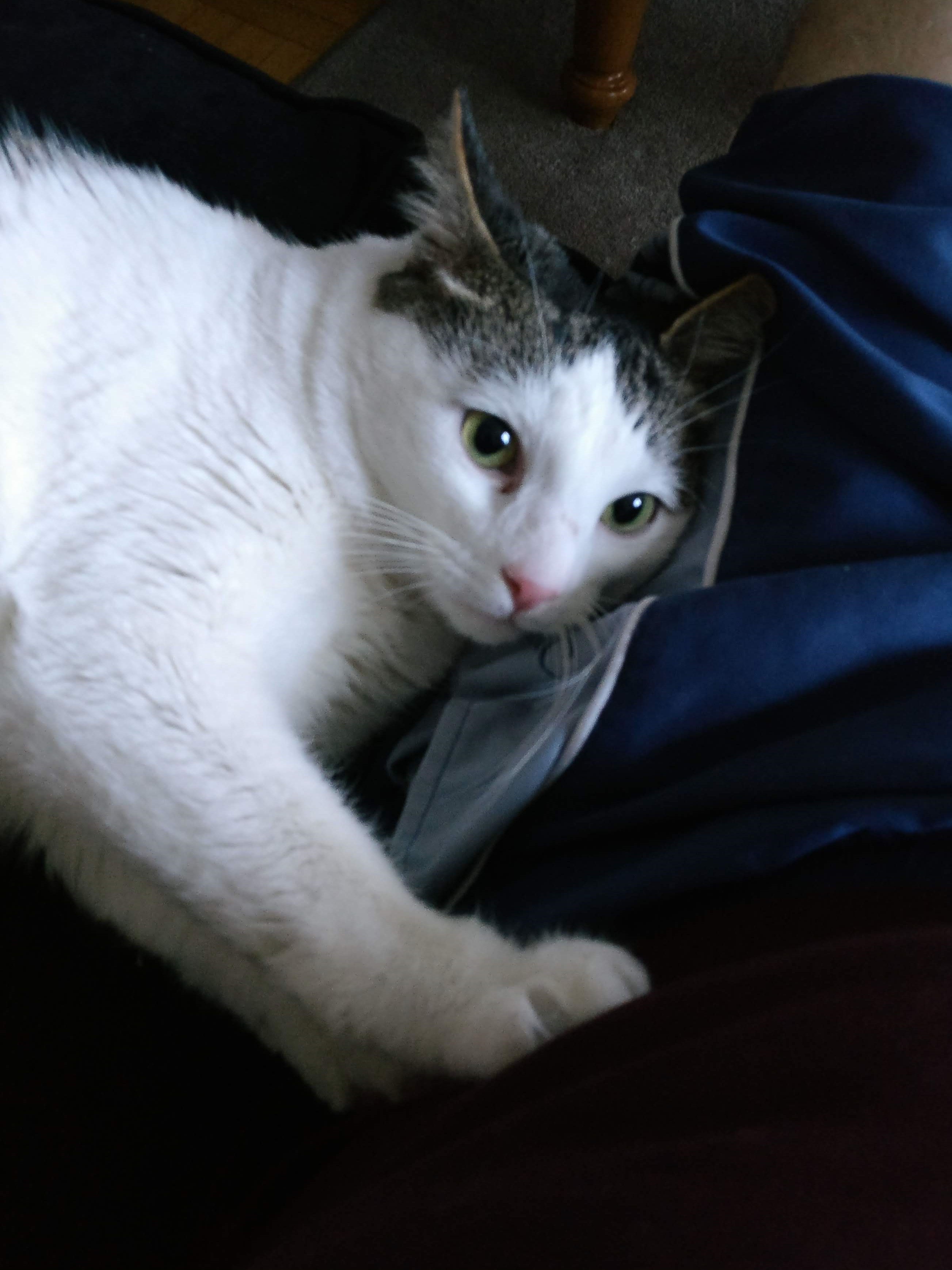a white cat with brown splodges kneeding matt's leg