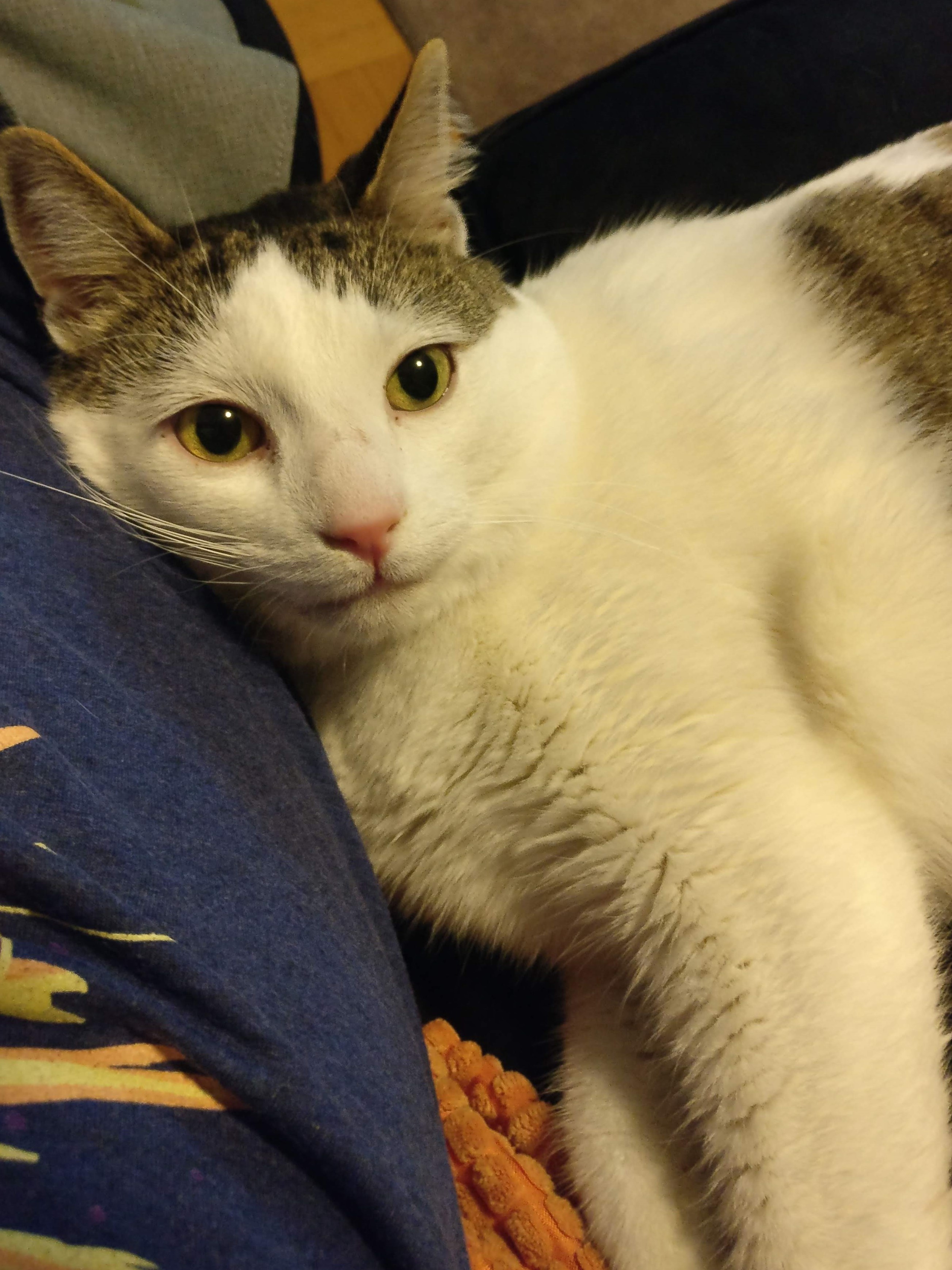 a white cat with brown splodges leaning up against matt's side