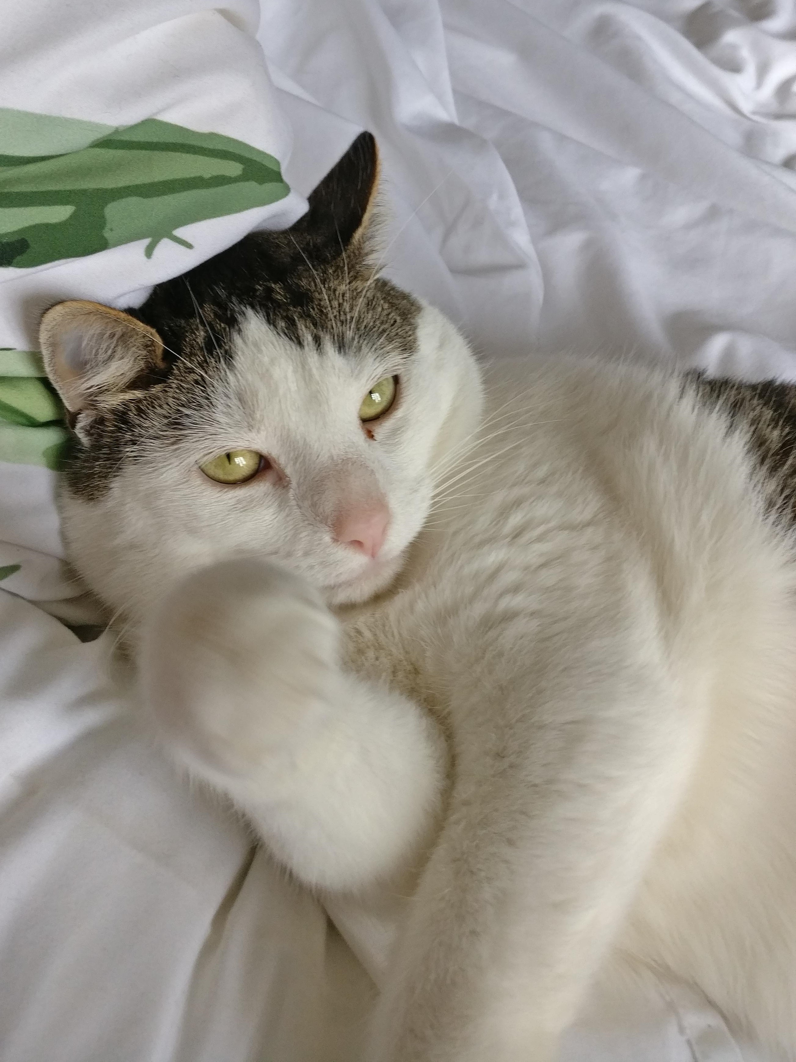 a white cat with brown splodges lying on a bed