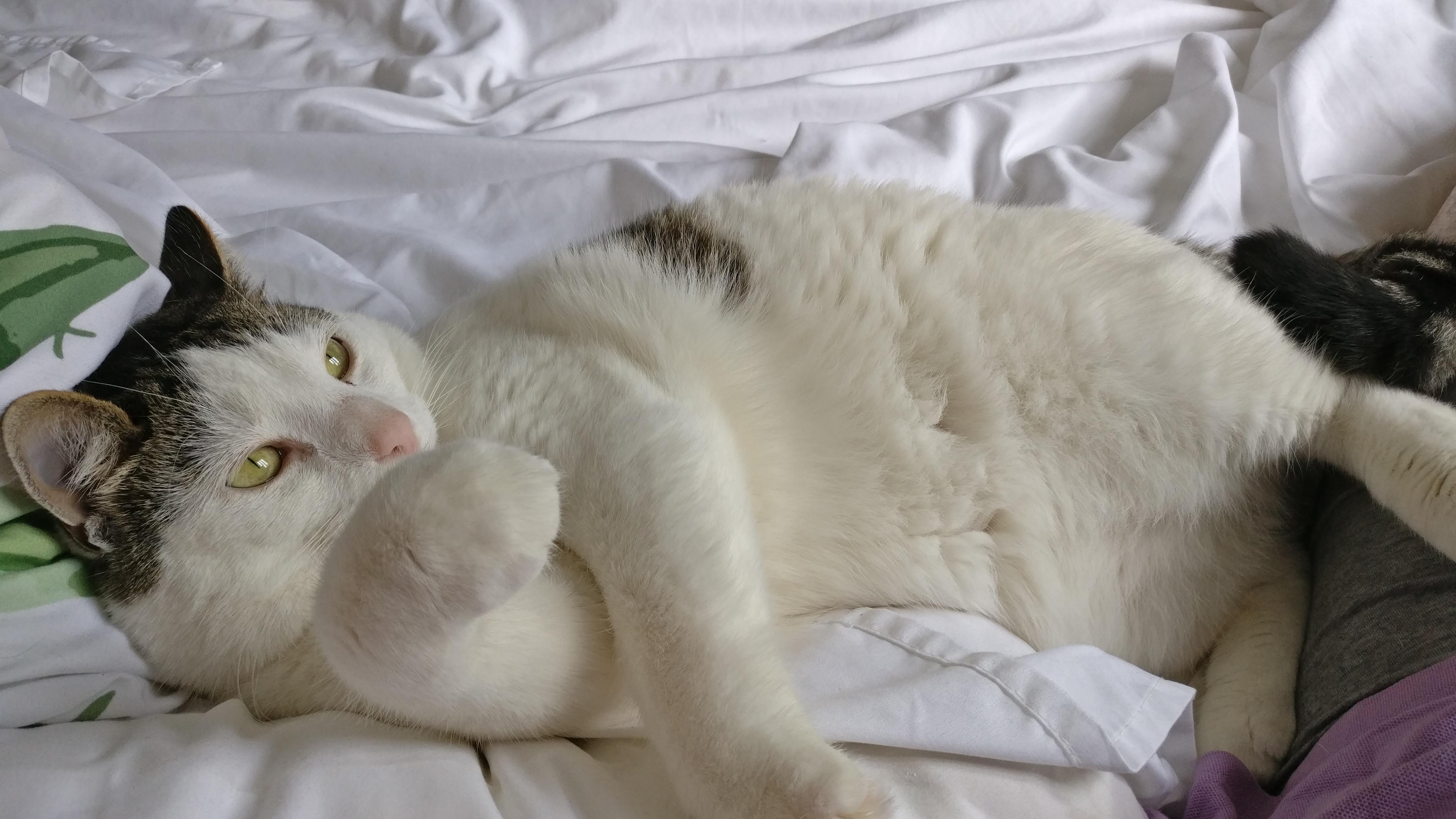 a white cat with brown splodges lying on a bed