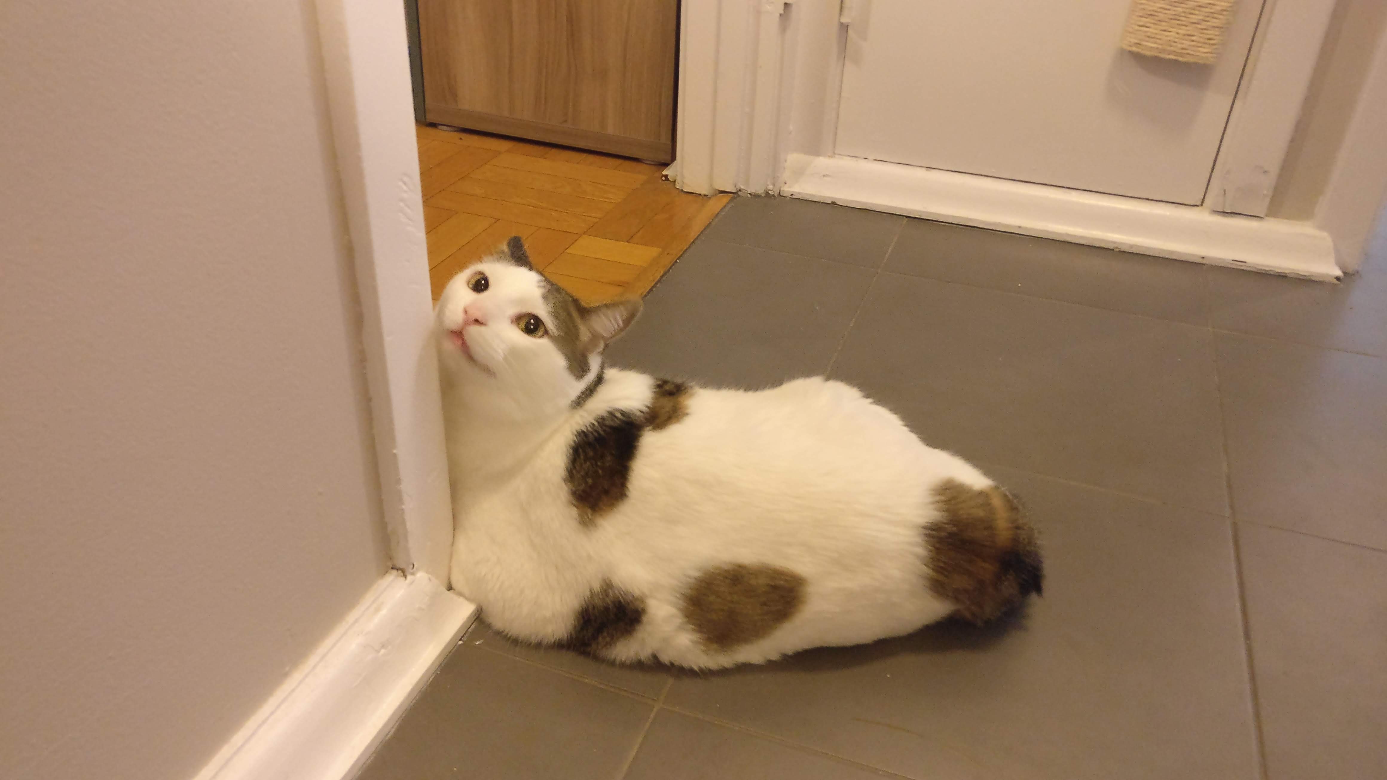 a white cat with brown splodges rubbing its head on a door frame