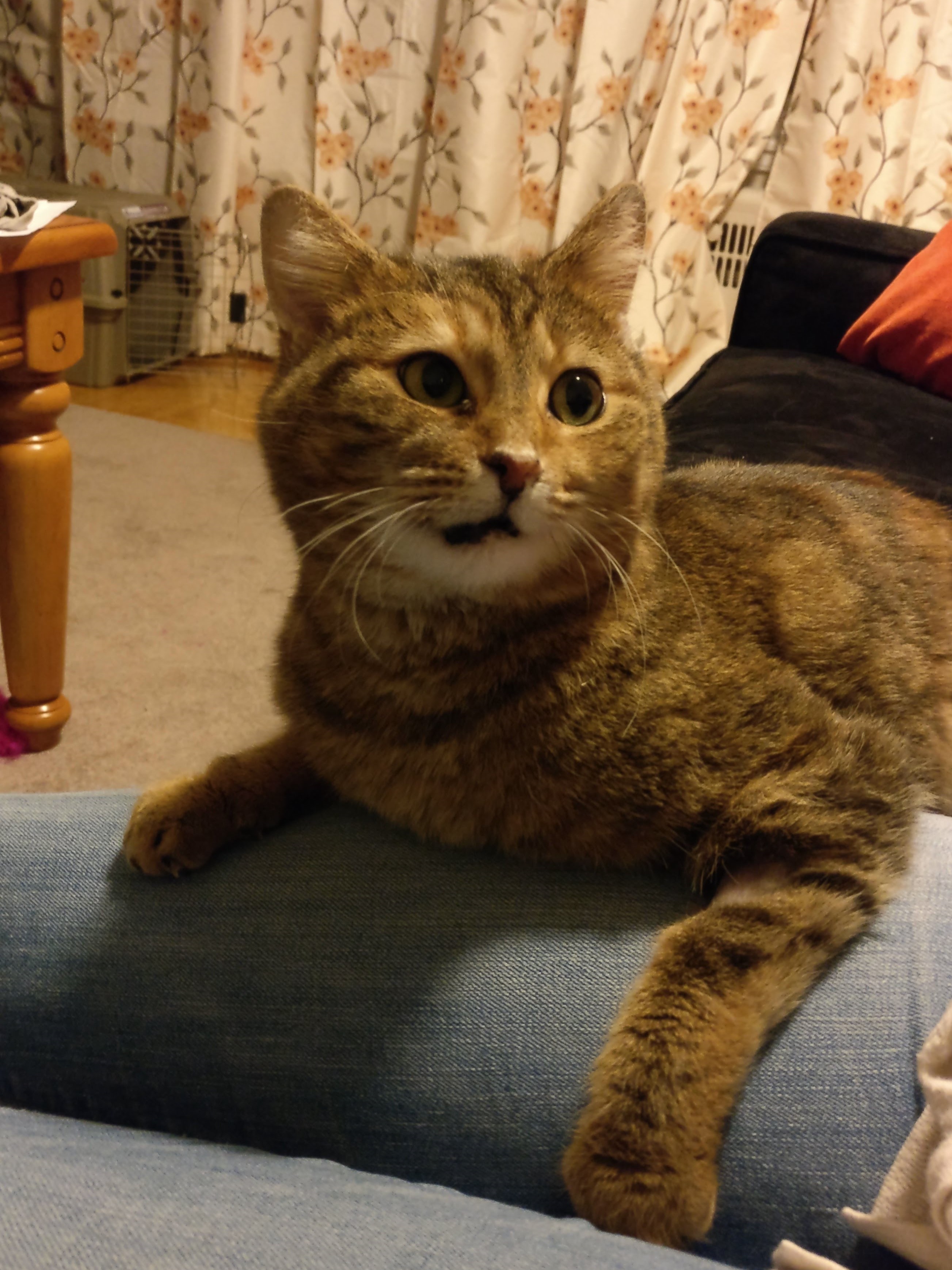 a tabby cat with its paws across jenny's knee