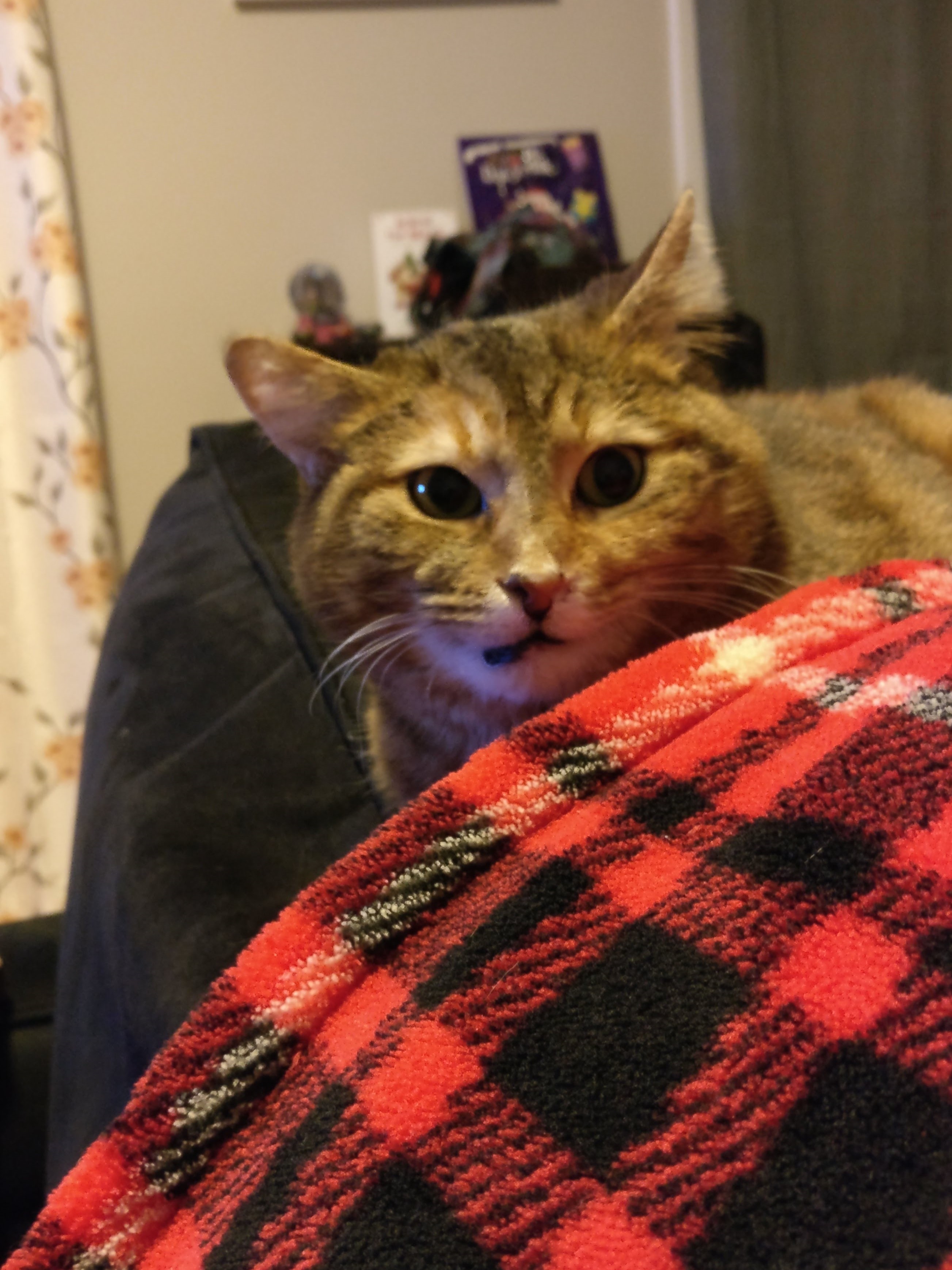 a tabby cat sitting on the back of the sofa next to a red blanket