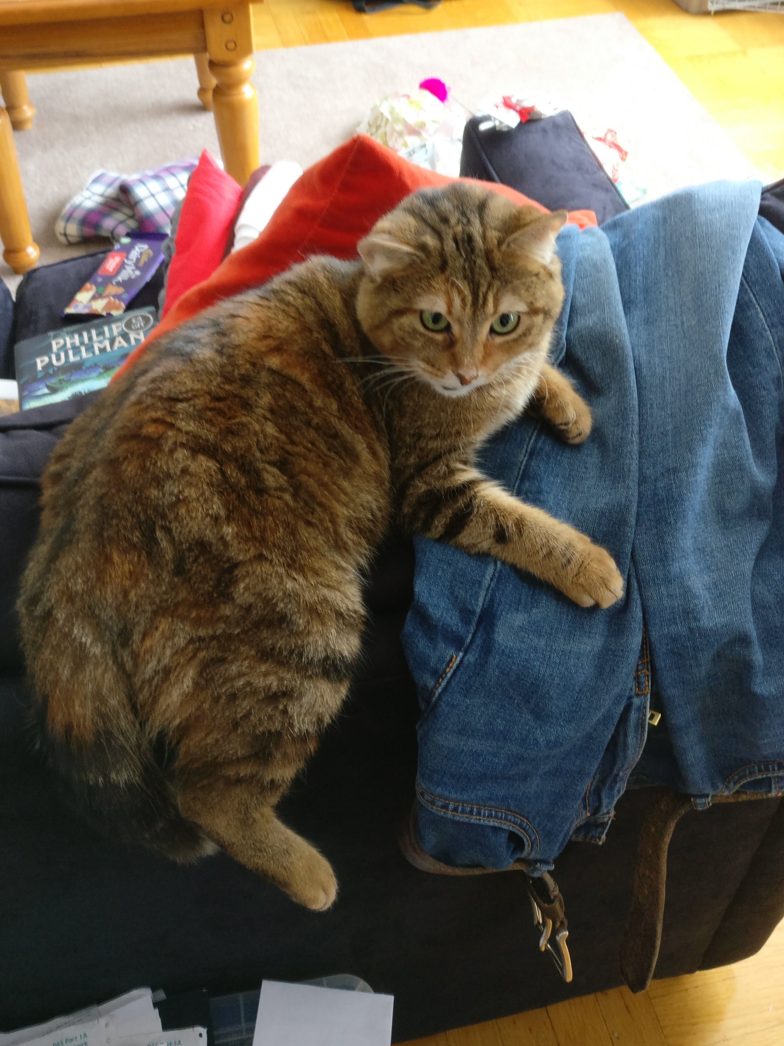 a tabby cat lying on a pair of jeans